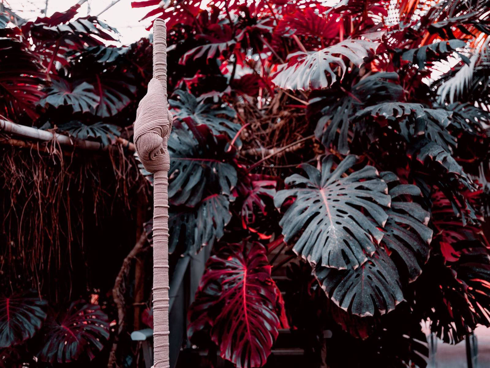 For a new collaboration with Xavier Brisoux , Mathieu Drouet chose the equatorial greenhouse at the Jardin des Plantes in Lille, designed by architect Jean-Pierre Secq, as the setting. An infrared film turns chlorophyll into shades of red and purple. - Image 8