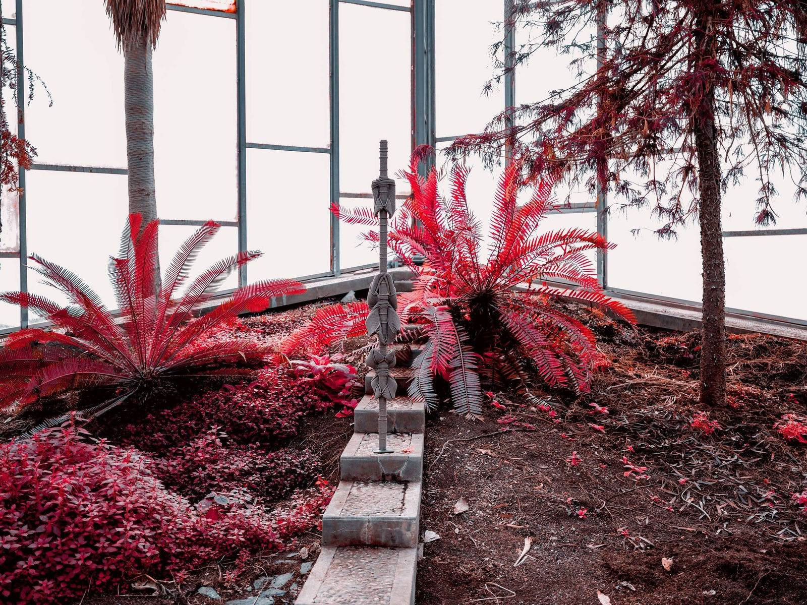 For a new collaboration with Xavier Brisoux , Mathieu Drouet chose the equatorial greenhouse at the Jardin des Plantes in Lille, designed by architect Jean-Pierre Secq, as the setting. An infrared film turns chlorophyll into shades of red and purple. - Image 9