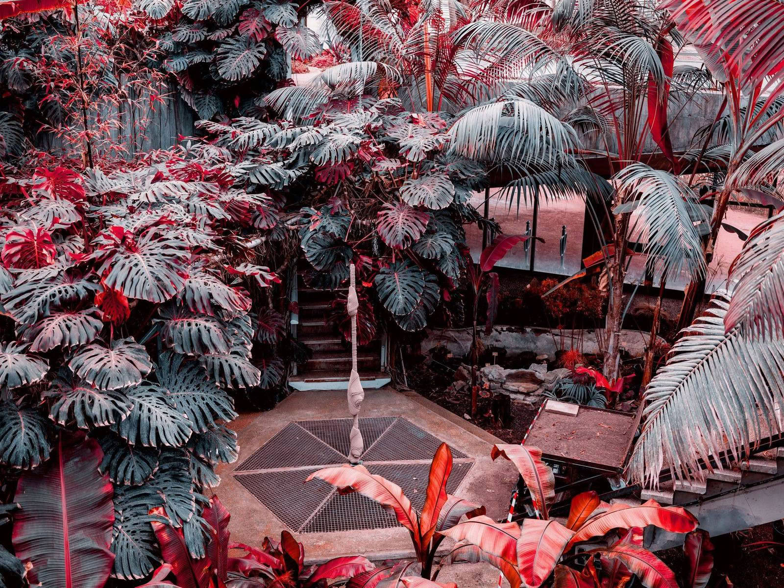 For a new collaboration with Xavier Brisoux , Mathieu Drouet chose the equatorial greenhouse at the Jardin des Plantes in Lille, designed by architect Jean-Pierre Secq, as the setting. An infrared film turns chlorophyll into shades of red and purple. - Image 10
