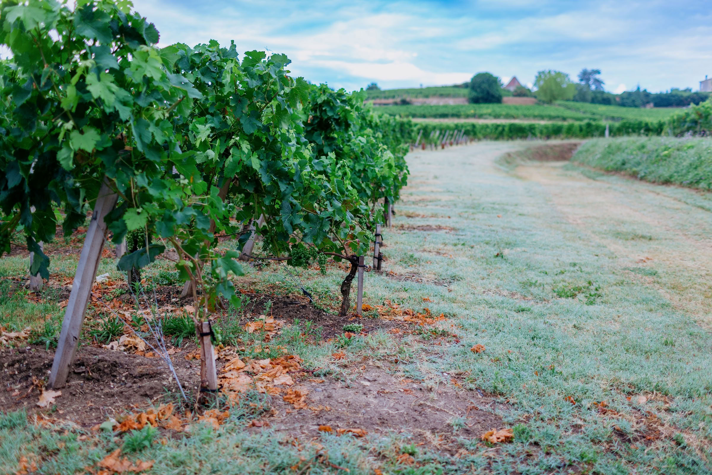 Wine estate photography: Saint Emilion - Bordeaux  - 2008. Saint Emilion represents the unique characteristics of a region's land affecting its produce. It… - Image 11