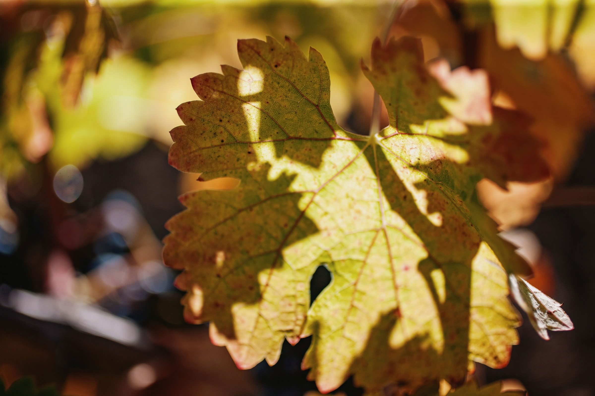 Wine estate photography: Chateau Grand-Mayne - Saint-Emilion - Bordeaux. Château Grand Mayne, a prominent estate in the heart of Saint-Émilion. Dating back to the 15th…
