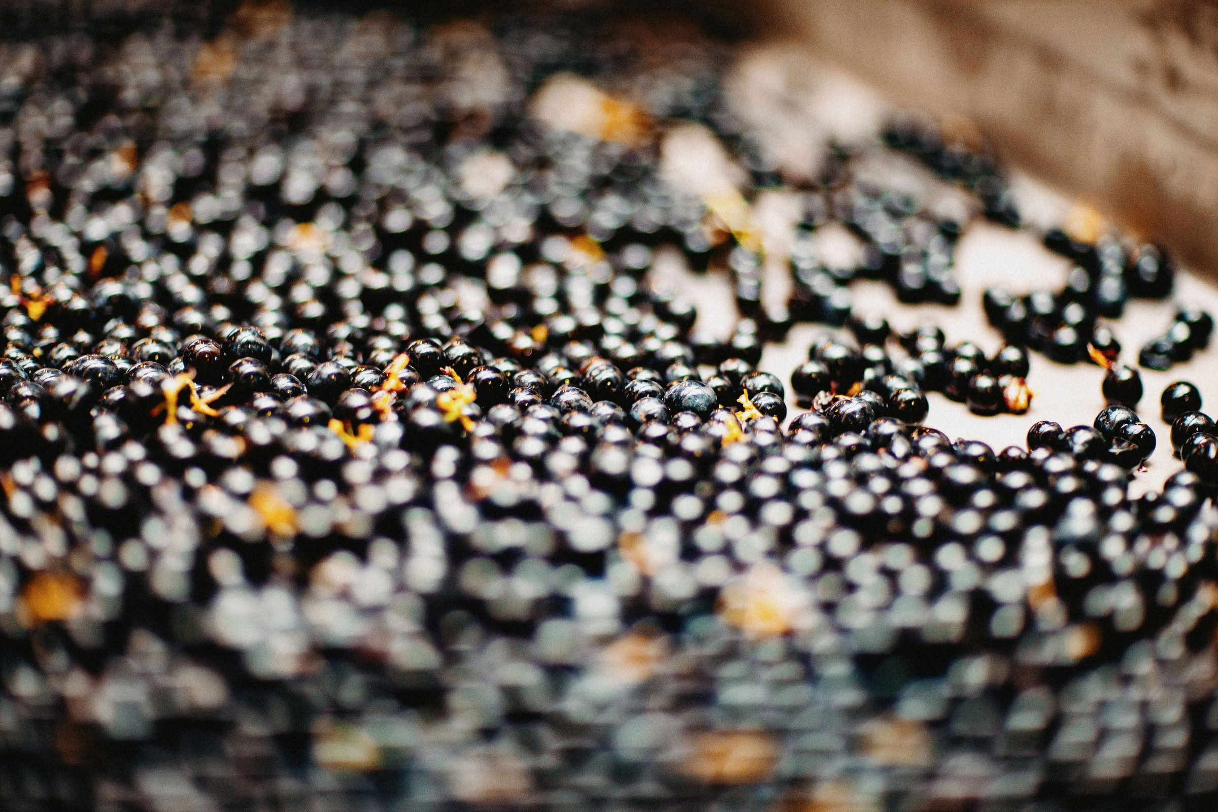 Wine estate photography: Chateau Grand-Mayne - Saint-Emilion - Bordeaux. Château Grand Mayne, a prominent estate in the heart of Saint-Émilion. Dating back to the 15th… - Image 3