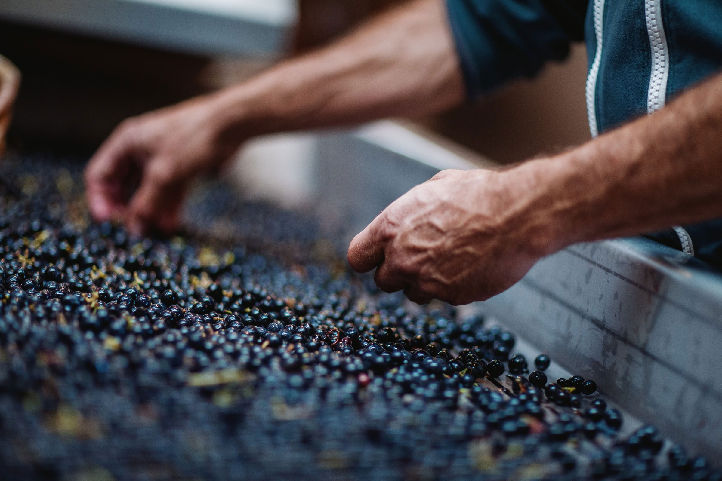 Wine estate photography: Chateau Grand-Mayne - Saint-Emilion - Bordeaux. Château Grand Mayne, a prominent estate in the heart of Saint-Émilion. Dating back to the 15th… - Image 4