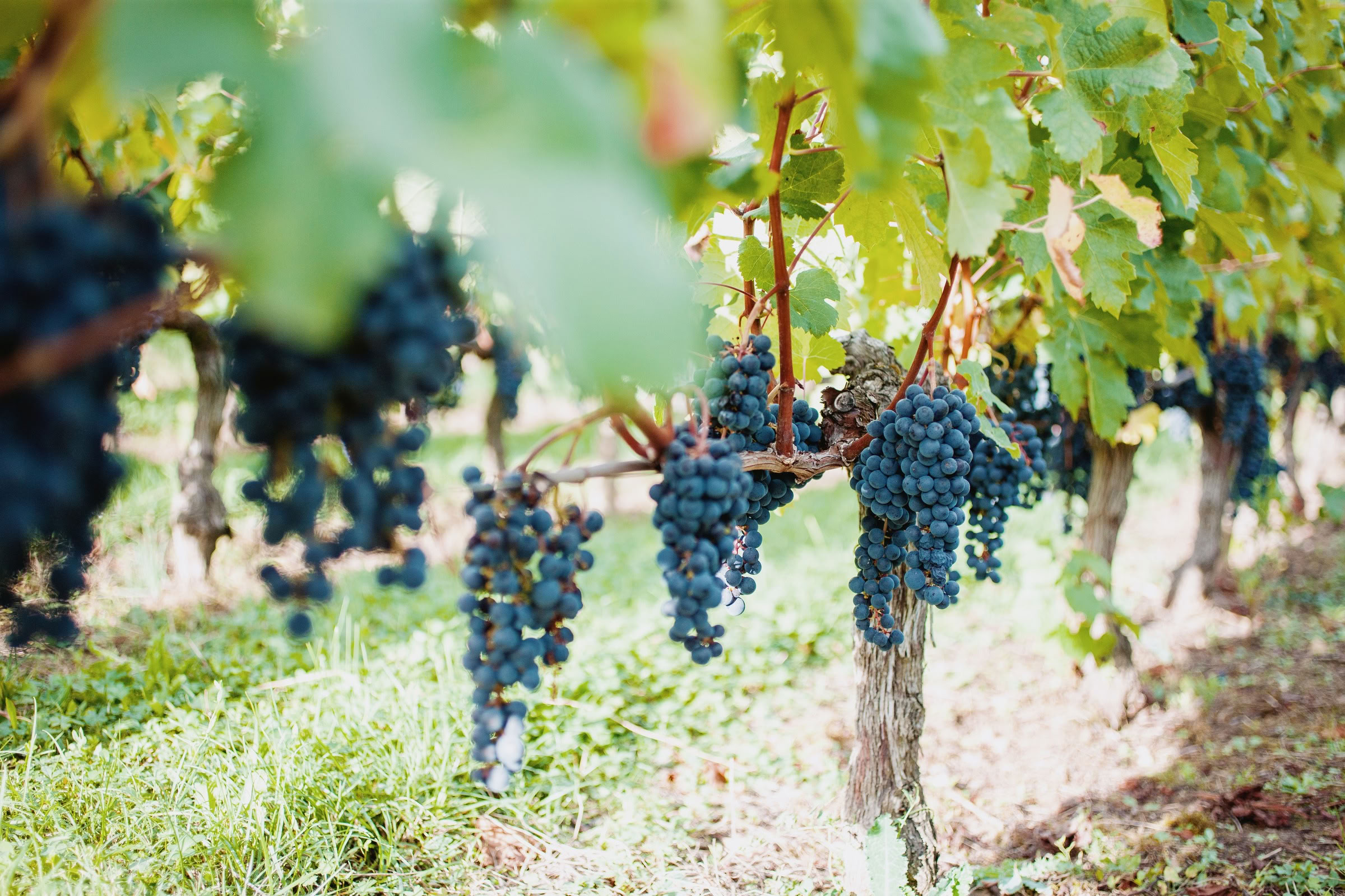 Wine estate photography: Chateau Grand-Mayne - Saint-Emilion - Bordeaux. Château Grand Mayne, a prominent estate in the heart of Saint-Émilion. Dating back to the 15th… - Image 7