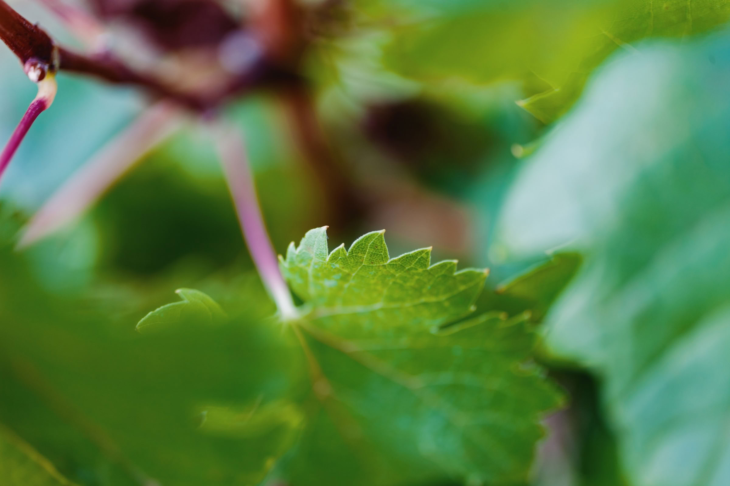 Wine estate photography: Chateau Grand-Mayne - Saint-Emilion - Bordeaux. Château Grand Mayne, a prominent estate in the heart of Saint-Émilion. Dating back to the 15th… - Image 10