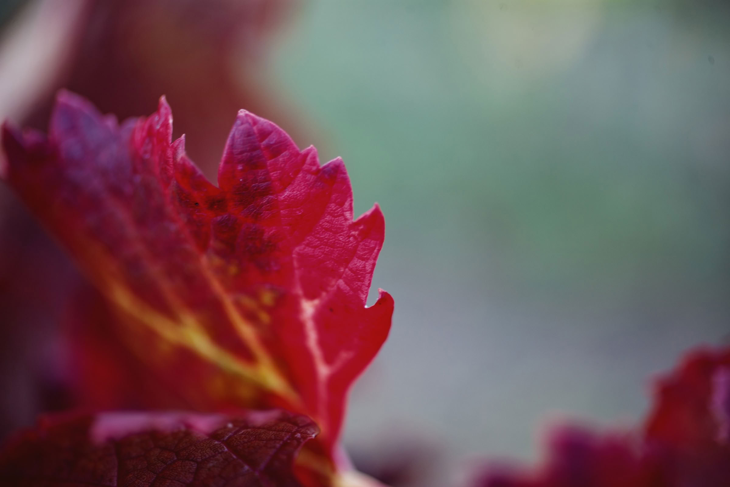 Wine estate photography: Chateau Grand-Mayne - Saint-Emilion - Bordeaux. Château Grand Mayne, a prominent estate in the heart of Saint-Émilion. Dating back to the 15th… - Image 12
