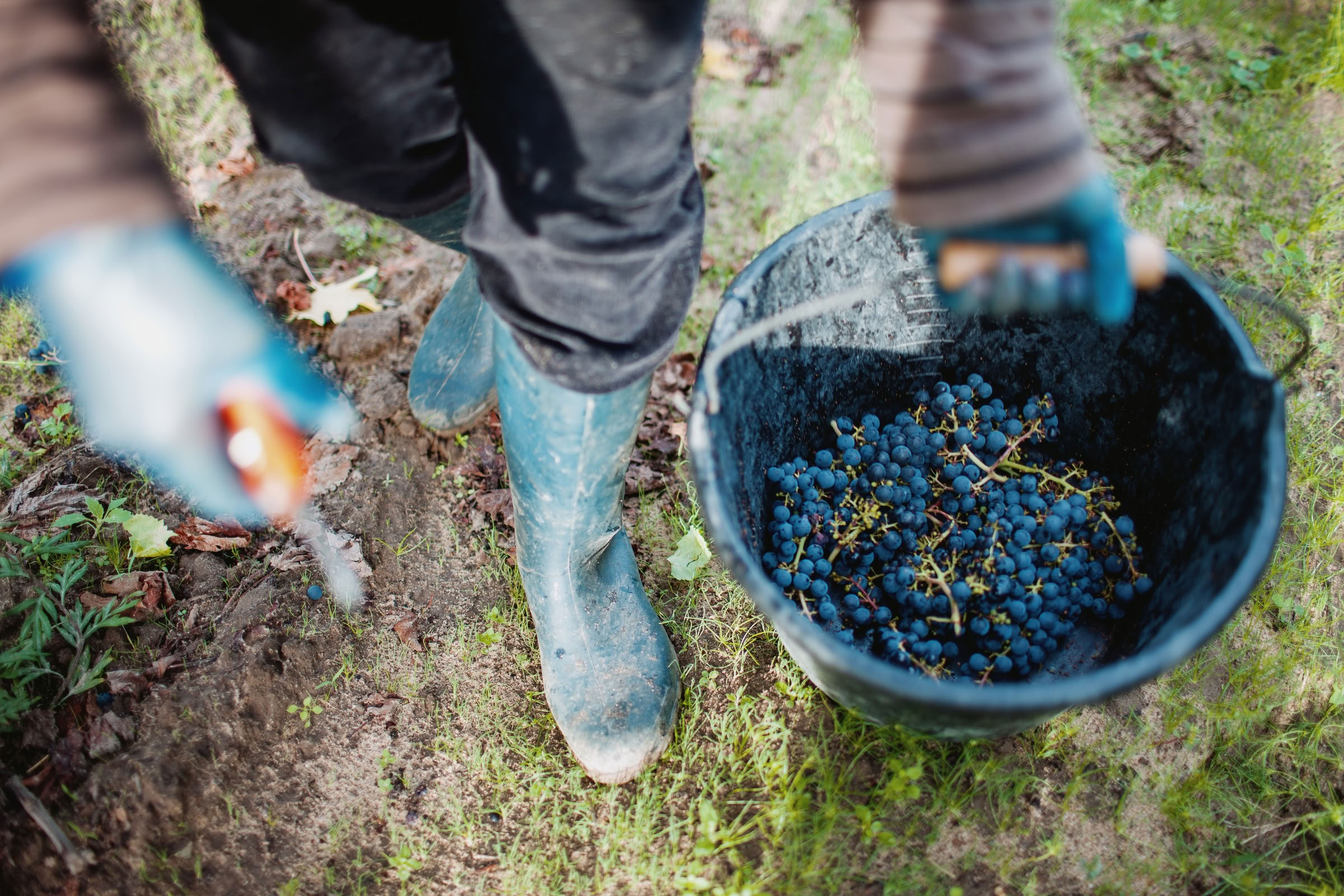 Wine estate photography: Chateau Grand-Mayne - Saint-Emilion - Bordeaux. Château Grand Mayne, a prominent estate in the heart of Saint-Émilion. Dating back to the 15th… - Image 15