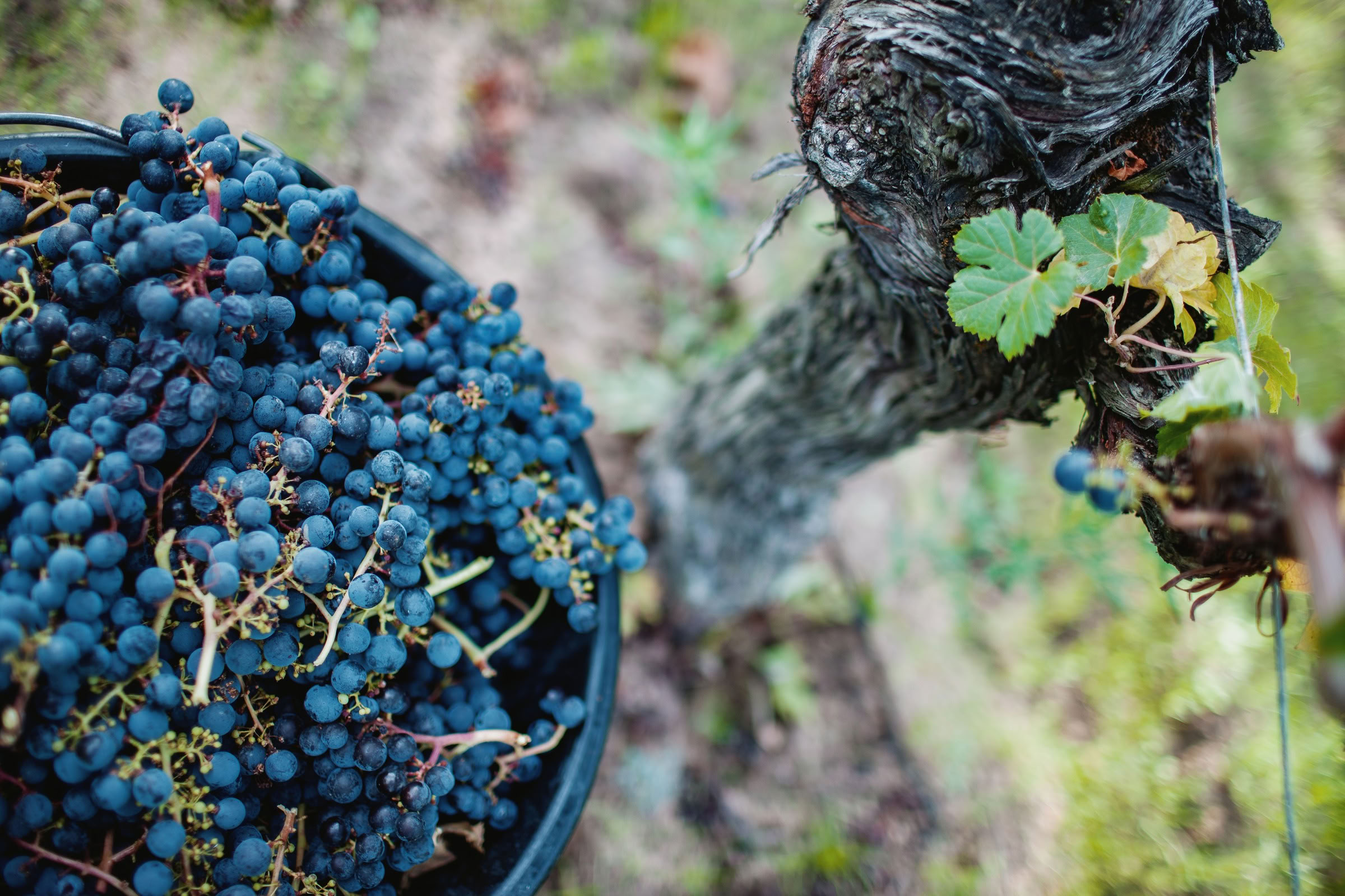Wine estate photography: Chateau Grand-Mayne - Saint-Emilion - Bordeaux. Château Grand Mayne, a prominent estate in the heart of Saint-Émilion. Dating back to the 15th… - Image 16