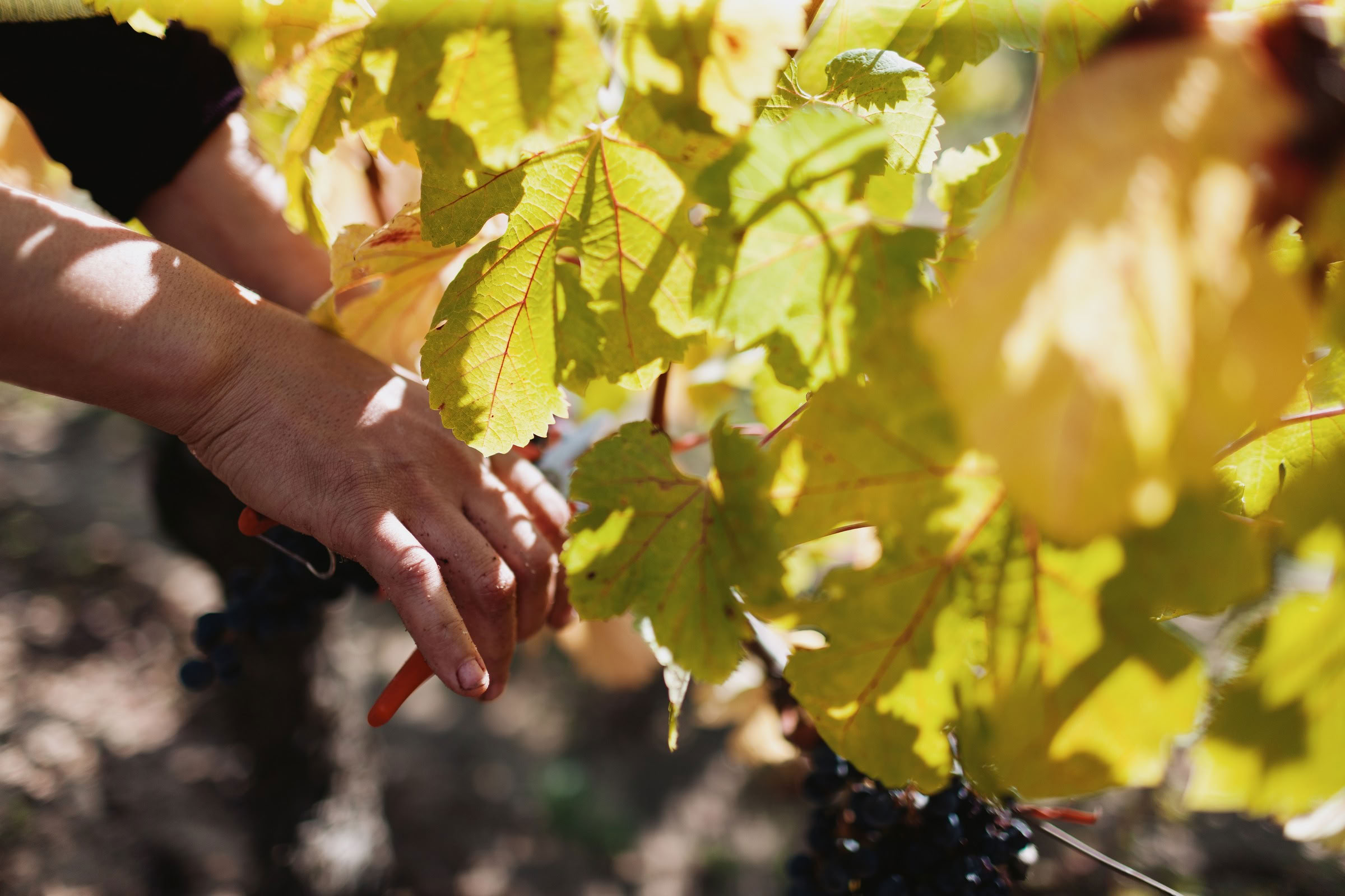 Wine estate photography: Chateau Grand-Mayne - Saint-Emilion - Bordeaux. Château Grand Mayne, a prominent estate in the heart of Saint-Émilion. Dating back to the 15th… - Image 35
