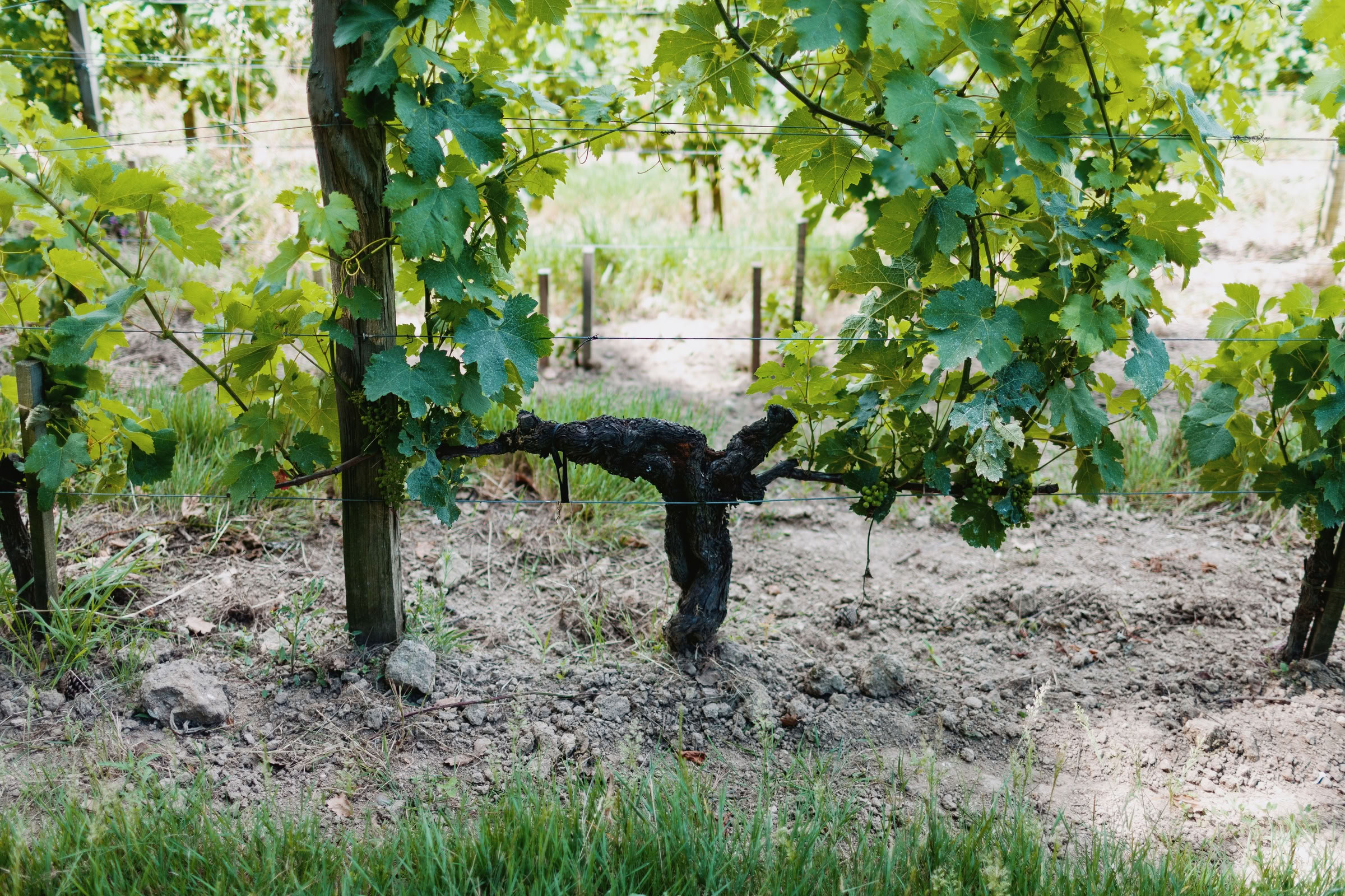Wine estate photography: Chateau Larcis Ducasse - Saint-Emilion - Bordeaux. Château Larcis Ducasse, a Premier Grand Cru Classé estate in Saint-Emilion. The photograph showcases… - Image 3