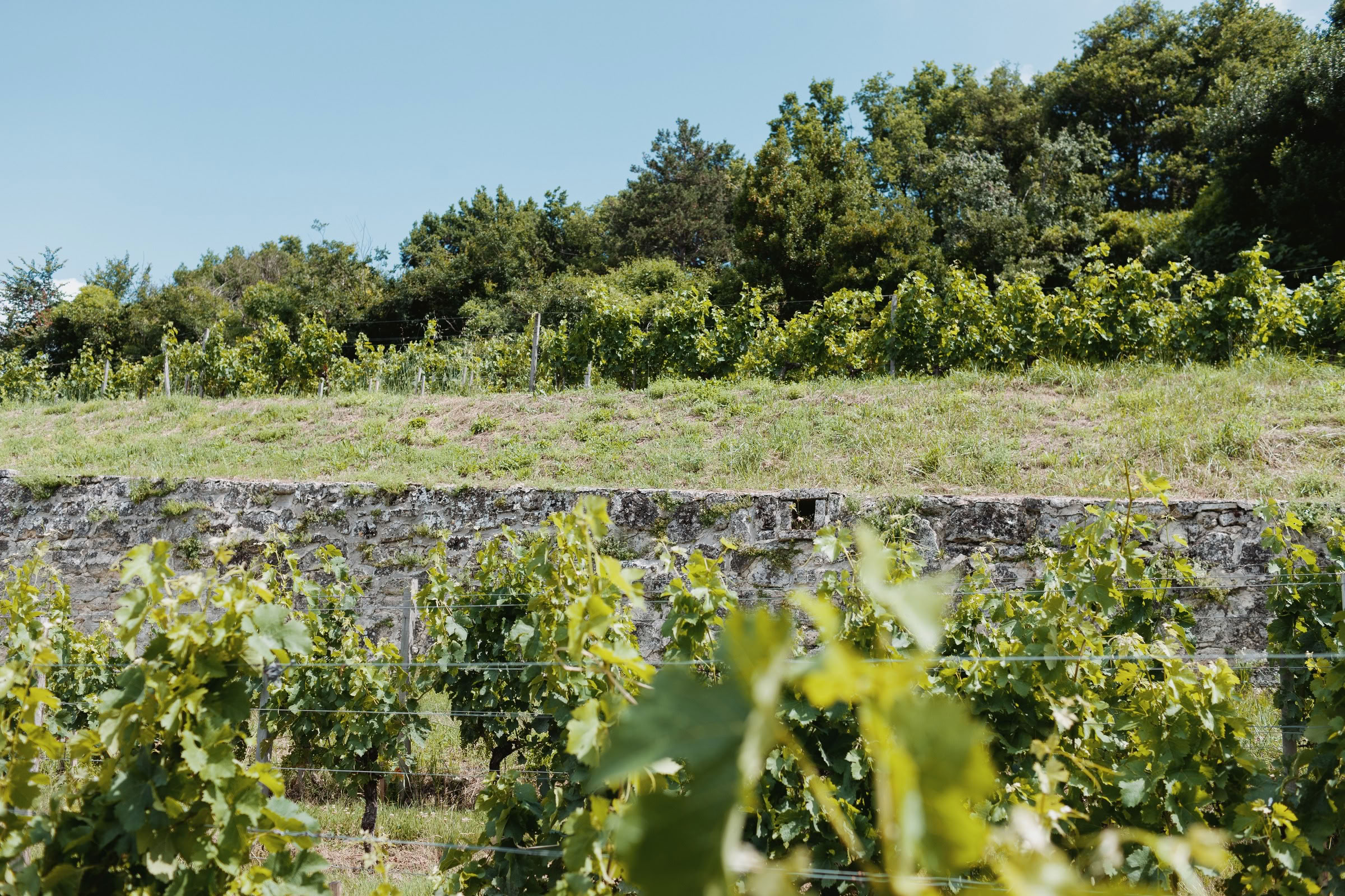 Wine estate photography: Chateau Larcis Ducasse - Saint-Emilion - Bordeaux. Château Larcis Ducasse, a Premier Grand Cru Classé estate in Saint-Emilion. The photograph showcases… - Image 5
