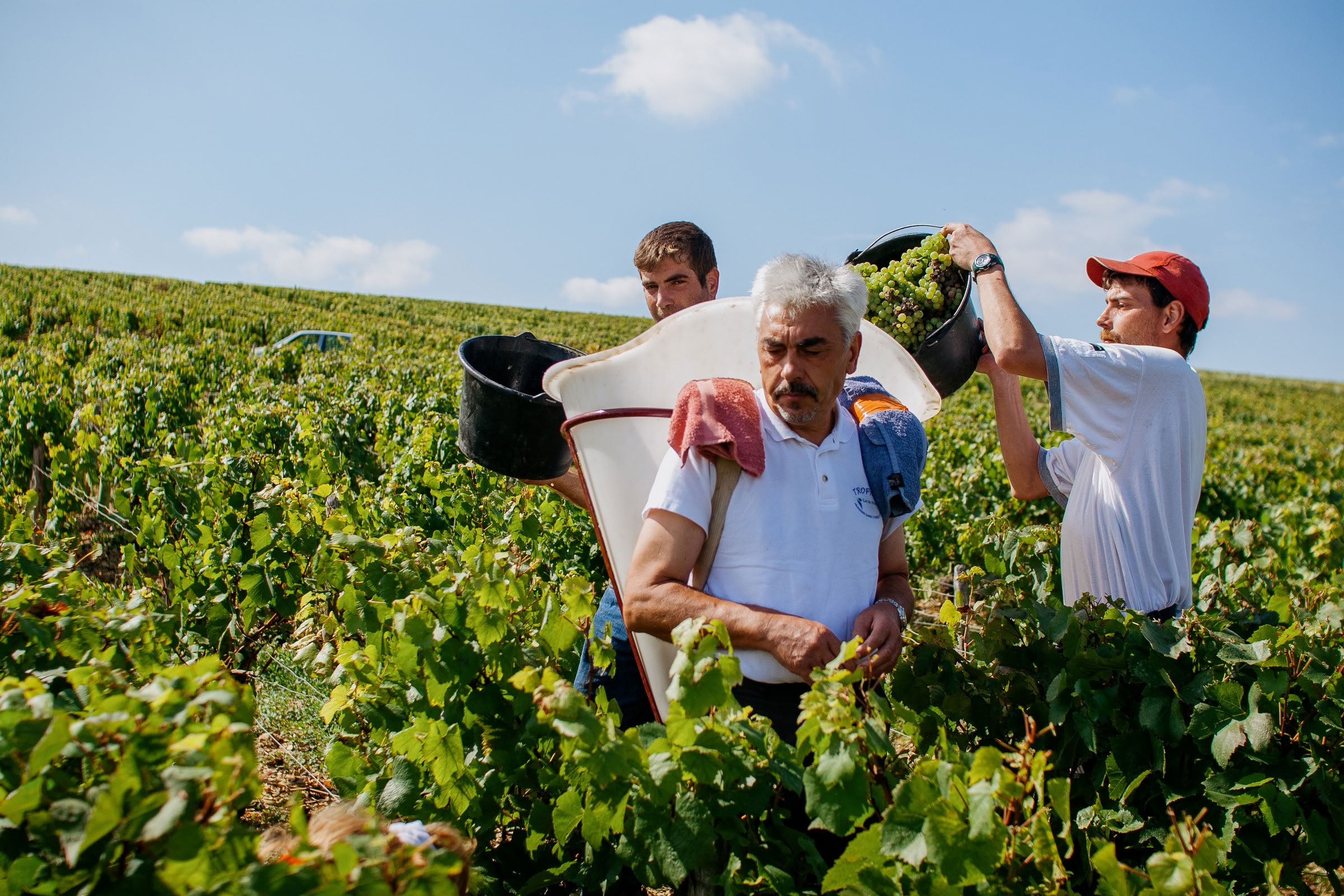 Wine estate photography: Domaine Jean Marc Brocard - Chablis - Bourgogne. Jean-Marc Brocard, a pioneer in organic and biodynamic viticulture in Chablis, has been committed to…