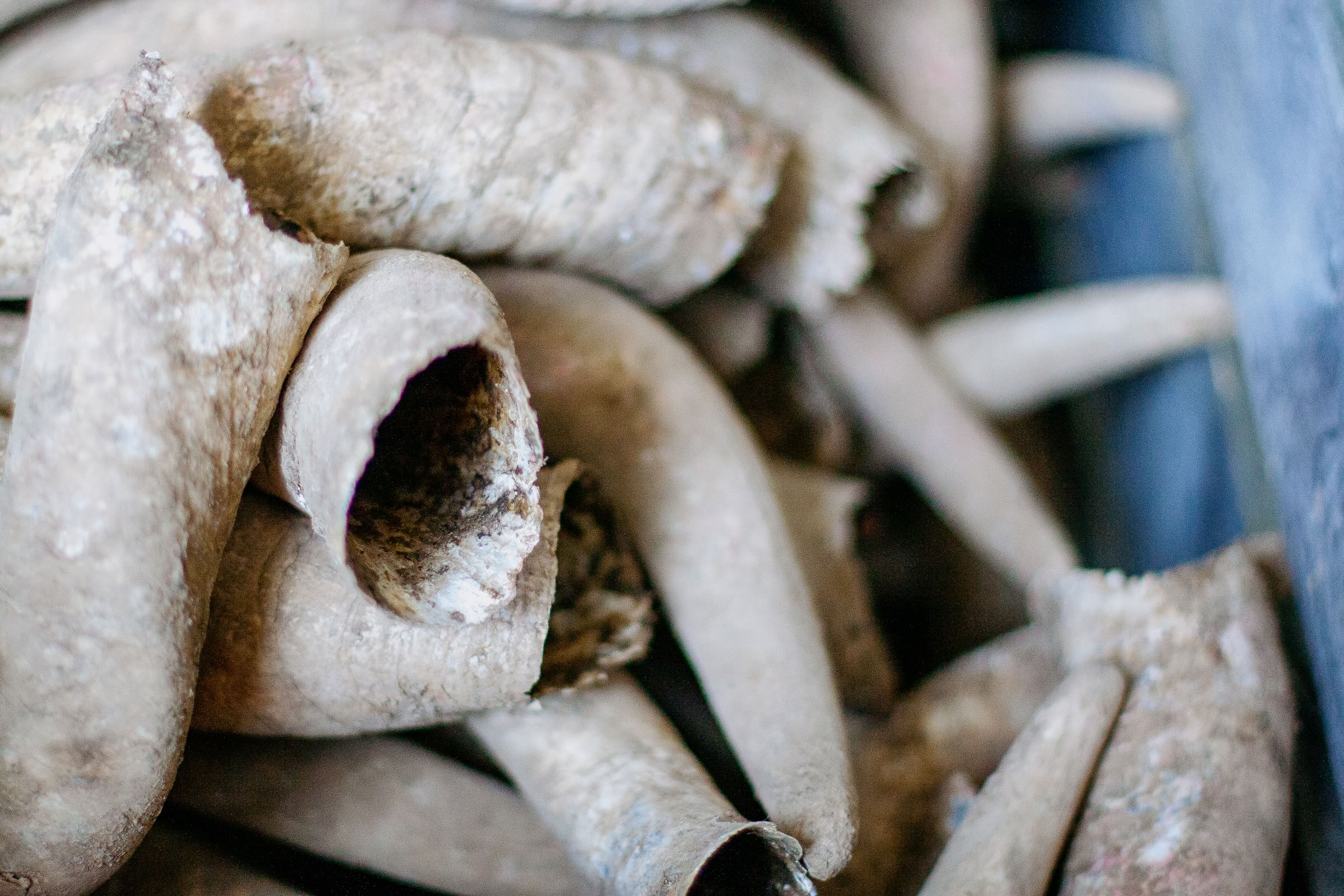 Wine estate photography: Domaine Jean Marc Brocard - Chablis - Bourgogne. Jean-Marc Brocard, a pioneer in organic and biodynamic viticulture in Chablis, has been committed to… - Image 3