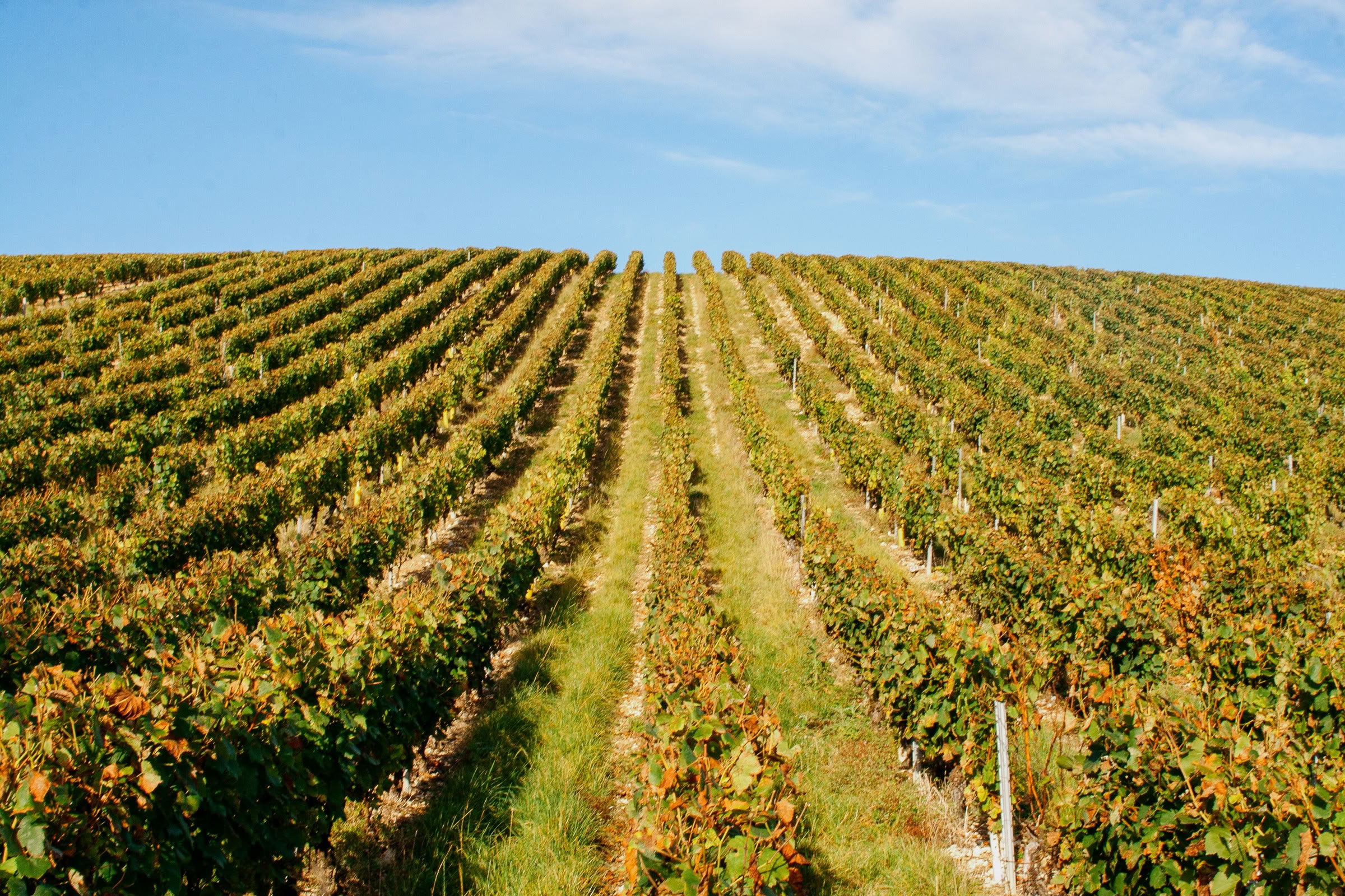 Wine estate photography: Domaine Jean Marc Brocard - Chablis - Bourgogne. Jean-Marc Brocard, a pioneer in organic and biodynamic viticulture in Chablis, has been committed to… - Image 4