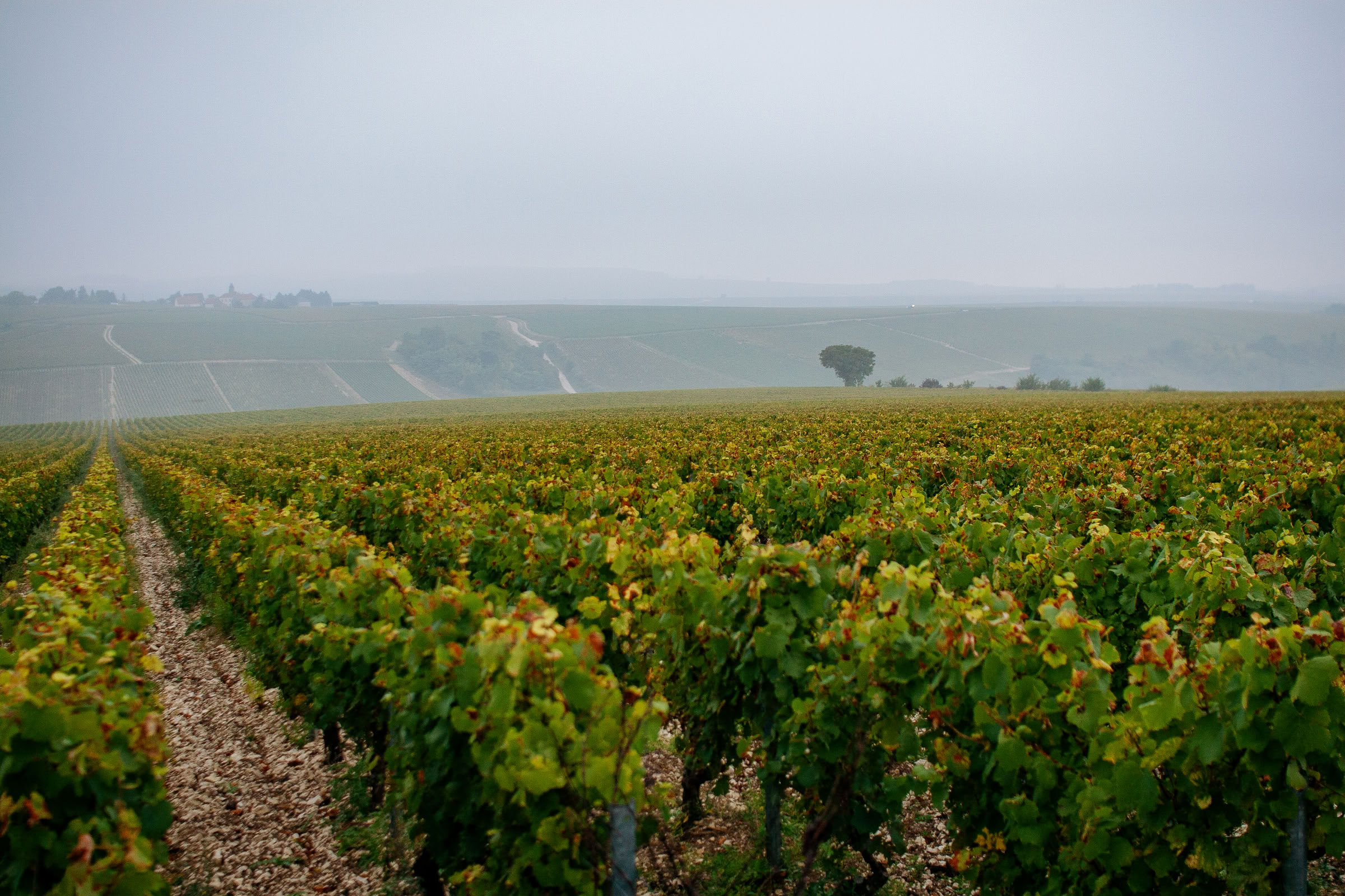 Wine estate photography: Domaine Jean Marc Brocard - Chablis - Bourgogne. Jean-Marc Brocard, a pioneer in organic and biodynamic viticulture in Chablis, has been committed to… - Image 10