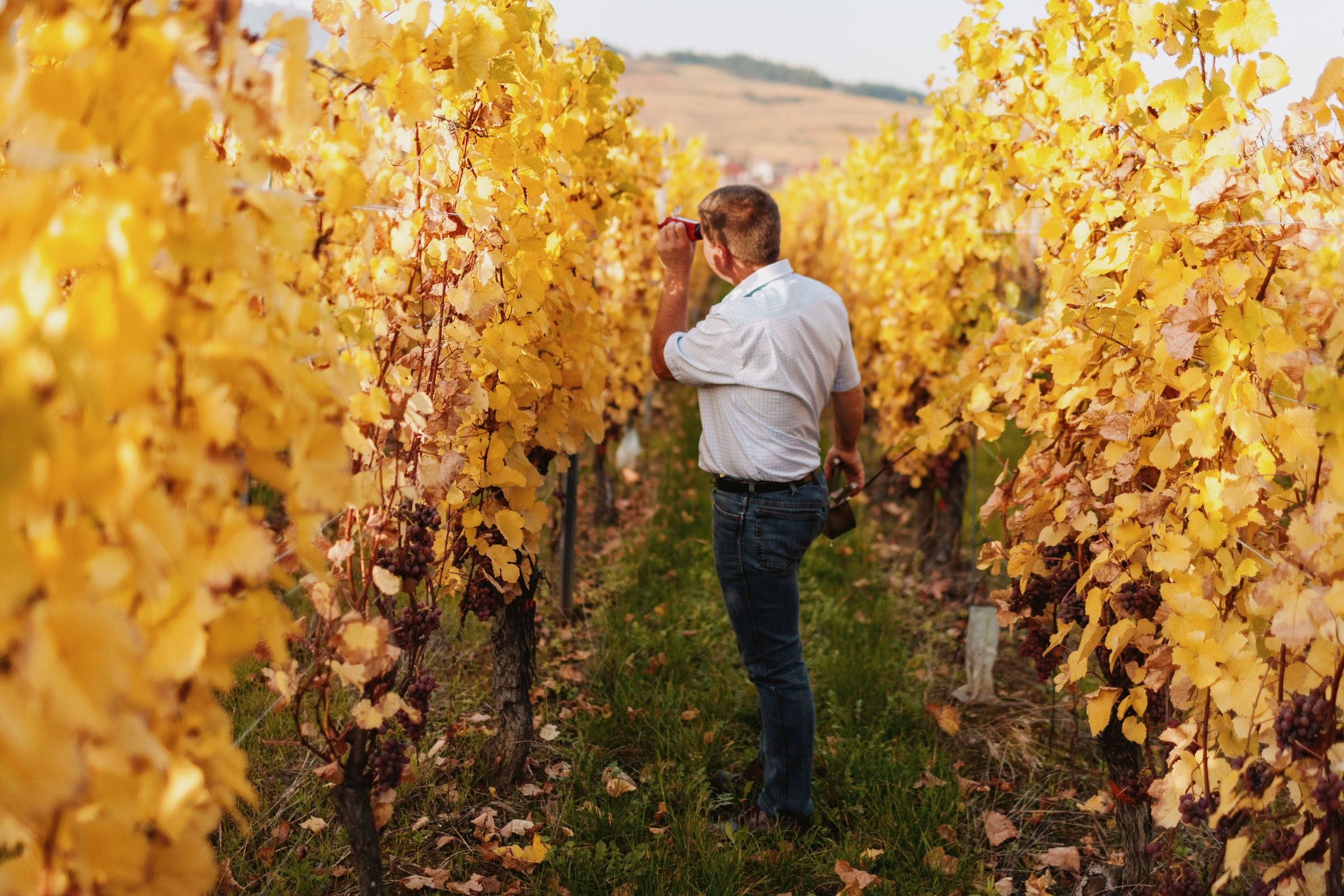 Wine estate photography: Domaine Rolly Gassmann - Rorschwihr - Alsace. Le Domaine Rolly Gassmann, situé à Rorschwihr en Alsace, est une propriété viticole familiale… - Image 3