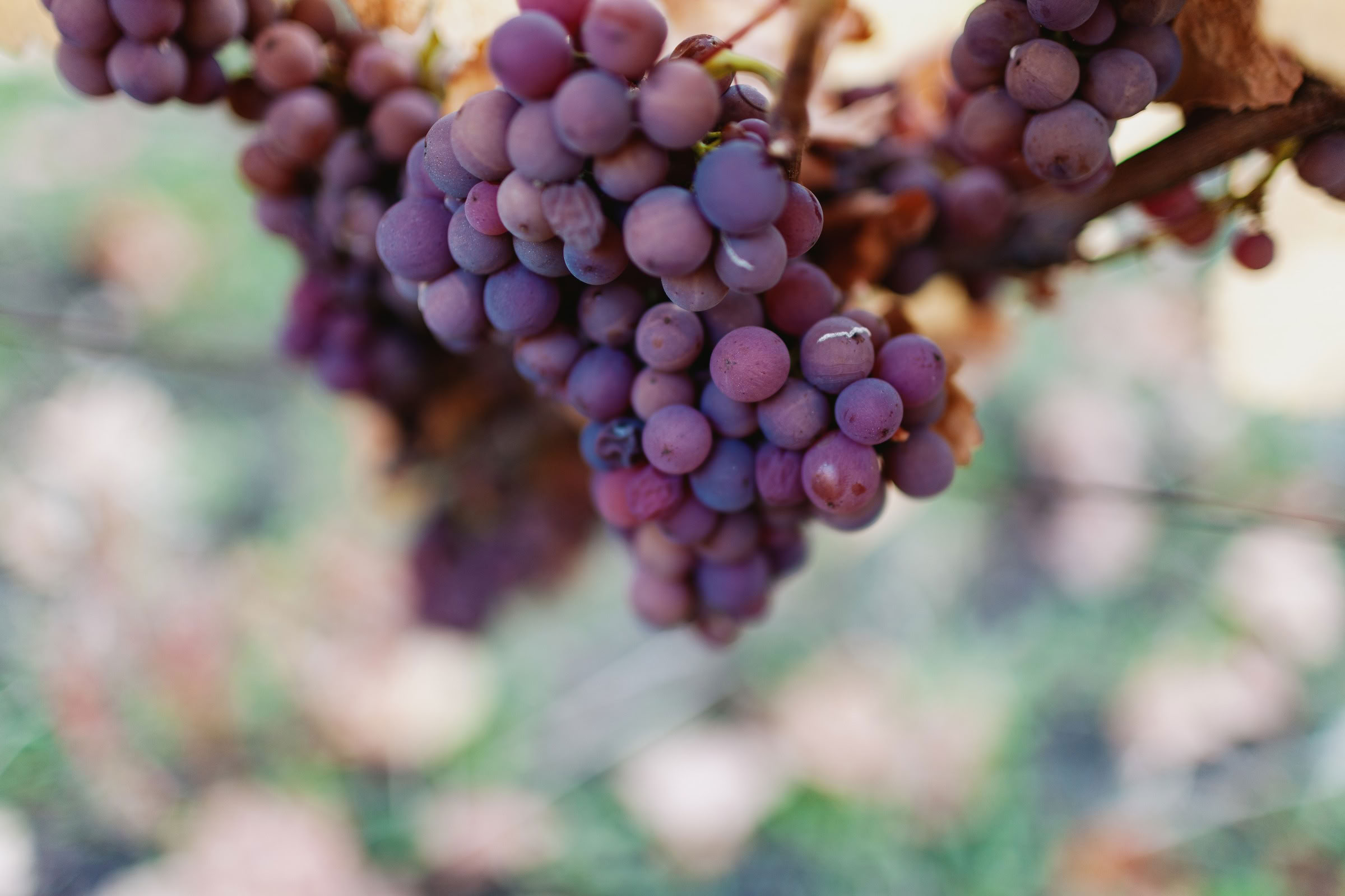 Wine estate photography: Domaine Rolly Gassmann - Rorschwihr - Alsace. Le Domaine Rolly Gassmann, situé à Rorschwihr en Alsace, est une propriété viticole familiale… - Image 5