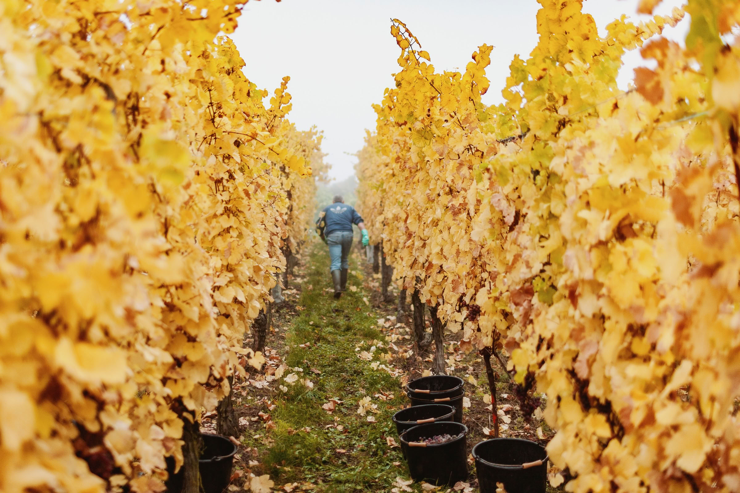 Wine estate photography: Domaine Rolly Gassmann - Rorschwihr - Alsace. Le Domaine Rolly Gassmann, situé à Rorschwihr en Alsace, est une propriété viticole familiale… - Image 9