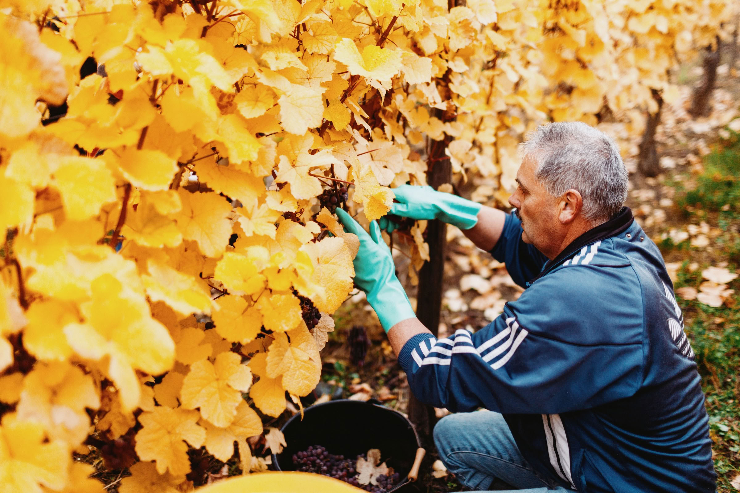 Wine estate photography: Domaine Rolly Gassmann - Rorschwihr - Alsace. Le Domaine Rolly Gassmann, situé à Rorschwihr en Alsace, est une propriété viticole familiale… - Image 11