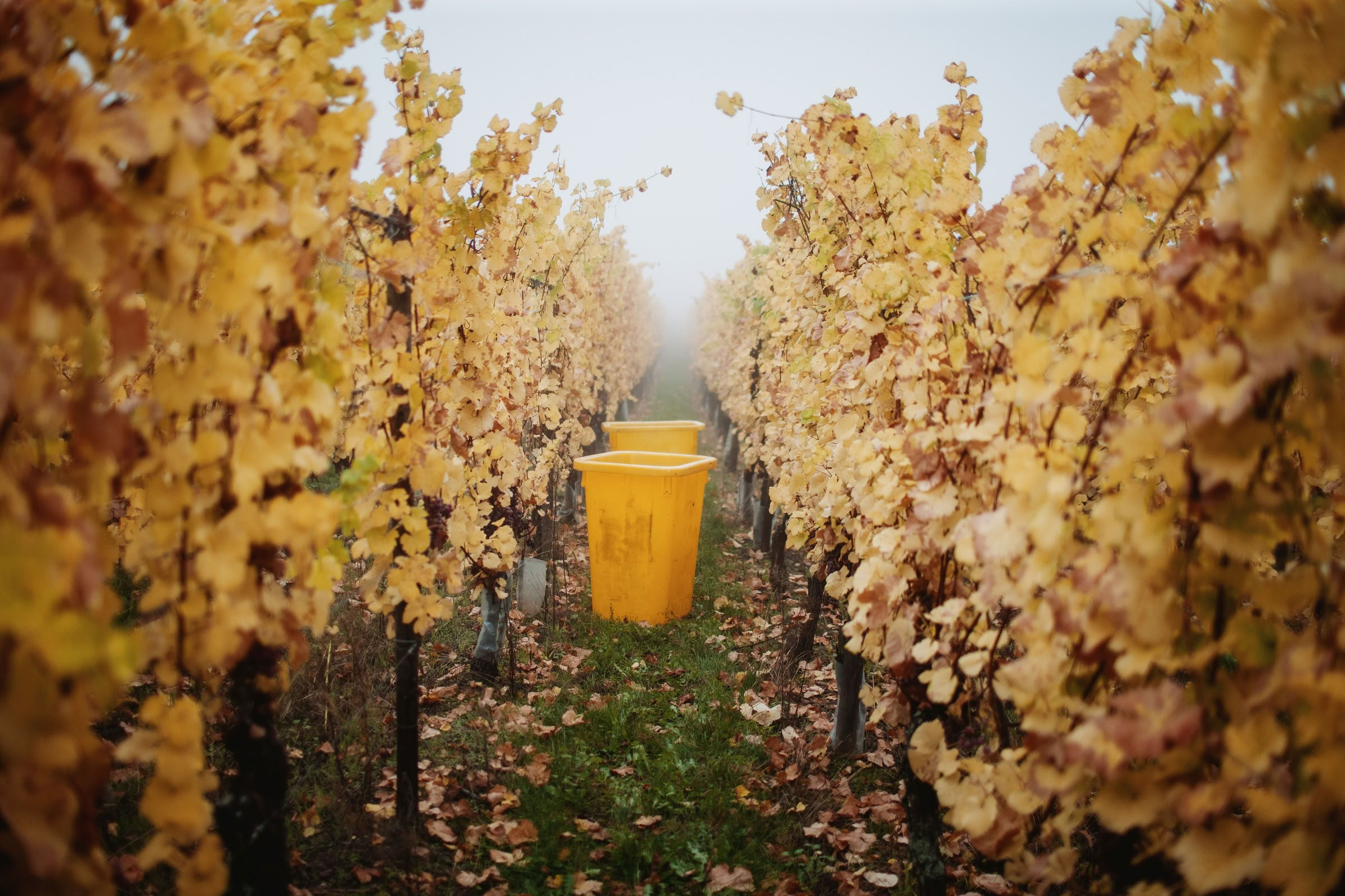 Wine estate photography: Domaine Rolly Gassmann - Rorschwihr - Alsace. Le Domaine Rolly Gassmann, situé à Rorschwihr en Alsace, est une propriété viticole familiale… - Image 12