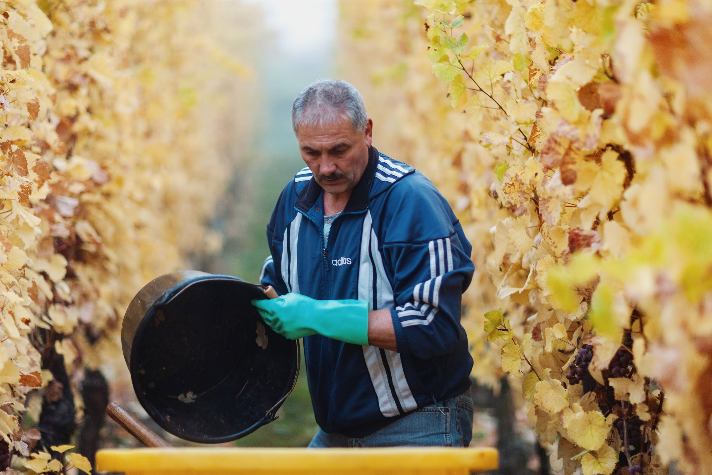 Wine estate photography: Domaine Rolly Gassmann - Rorschwihr - Alsace. Le Domaine Rolly Gassmann, situé à Rorschwihr en Alsace, est une propriété viticole familiale… - Image 13