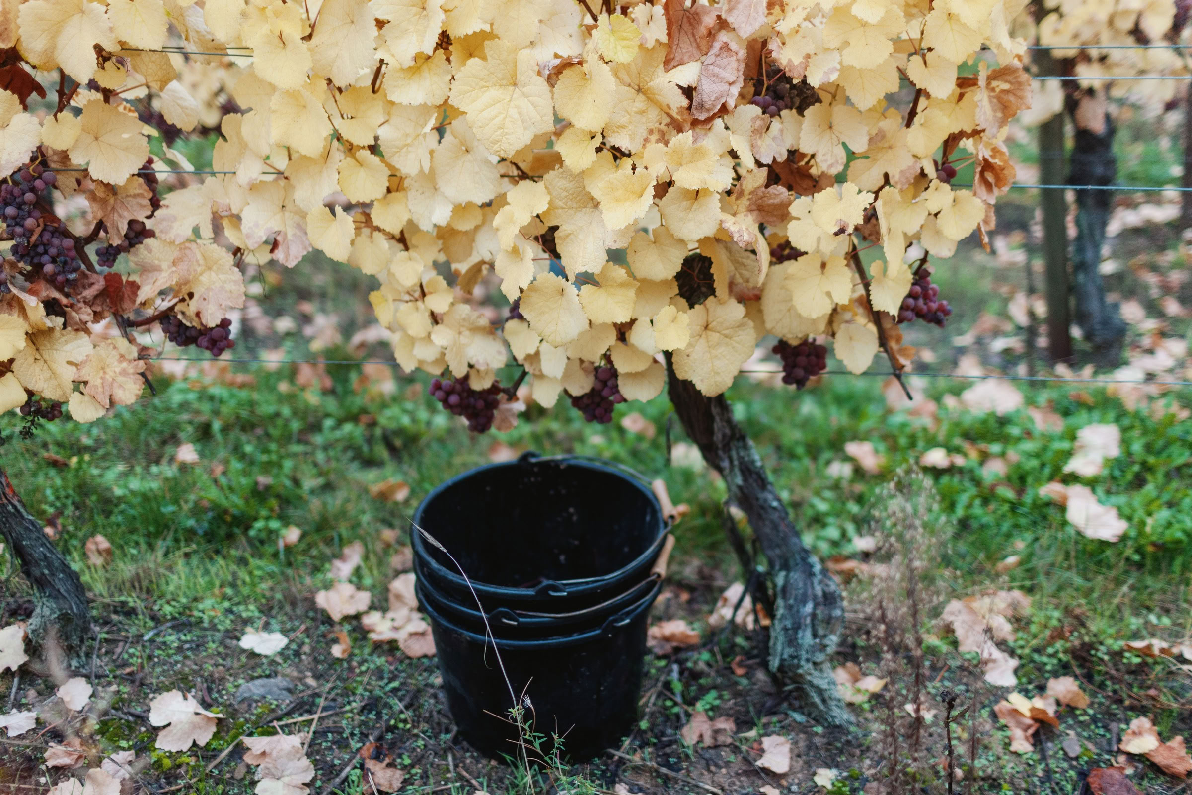 Wine estate photography: Domaine Rolly Gassmann - Rorschwihr - Alsace. Le Domaine Rolly Gassmann, situé à Rorschwihr en Alsace, est une propriété viticole familiale… - Image 17