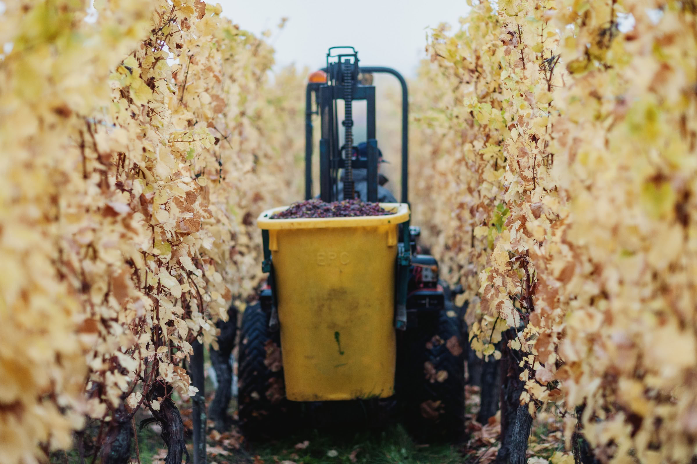 Wine estate photography: Domaine Rolly Gassmann - Rorschwihr - Alsace. Le Domaine Rolly Gassmann, situé à Rorschwihr en Alsace, est une propriété viticole familiale… - Image 19