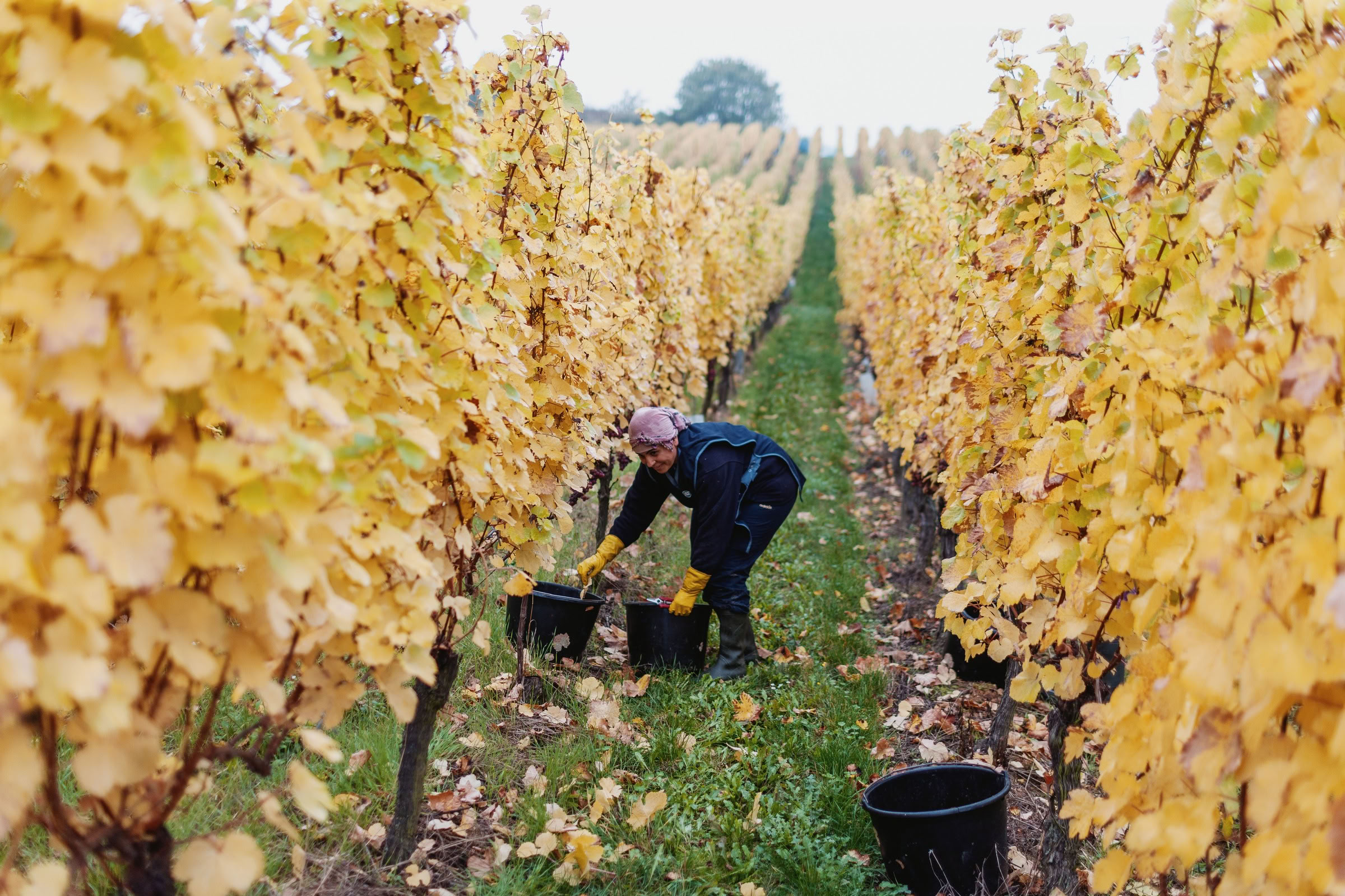Wine estate photography: Domaine Rolly Gassmann - Rorschwihr - Alsace. Le Domaine Rolly Gassmann, situé à Rorschwihr en Alsace, est une propriété viticole familiale… - Image 33
