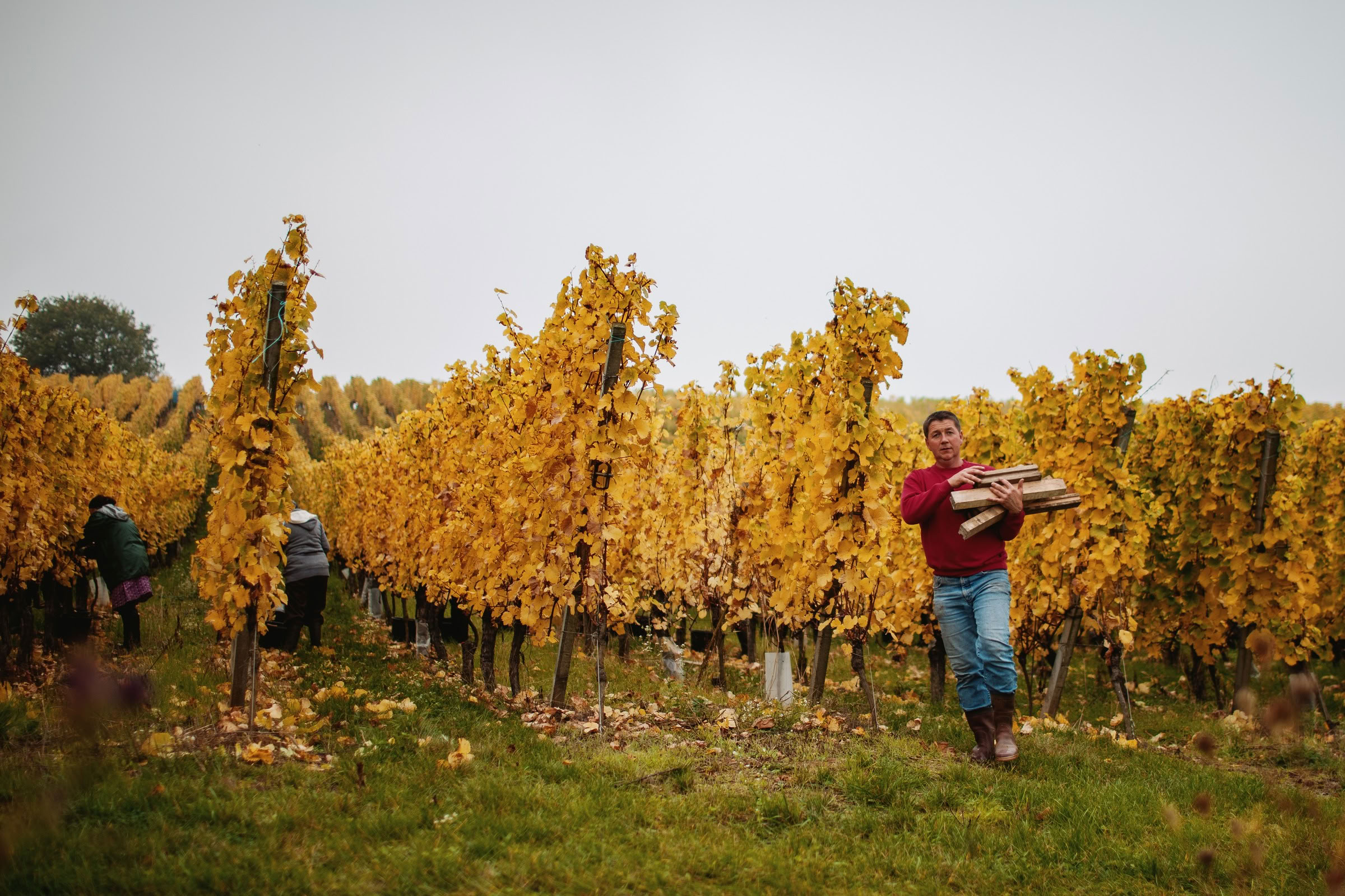 Wine estate photography: Domaine Rolly Gassmann - Rorschwihr - Alsace. Le Domaine Rolly Gassmann, situé à Rorschwihr en Alsace, est une propriété viticole familiale… - Image 34