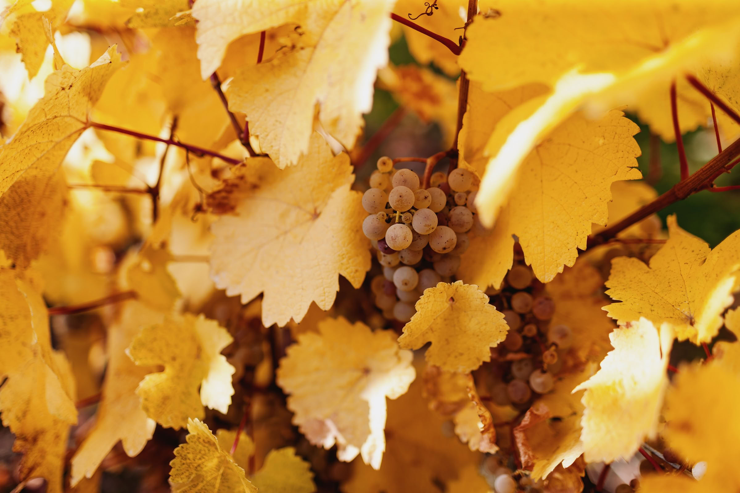 Wine estate photography: Domaine Rolly Gassmann - Rorschwihr - Alsace. Le Domaine Rolly Gassmann, situé à Rorschwihr en Alsace, est une propriété viticole familiale… - Image 37
