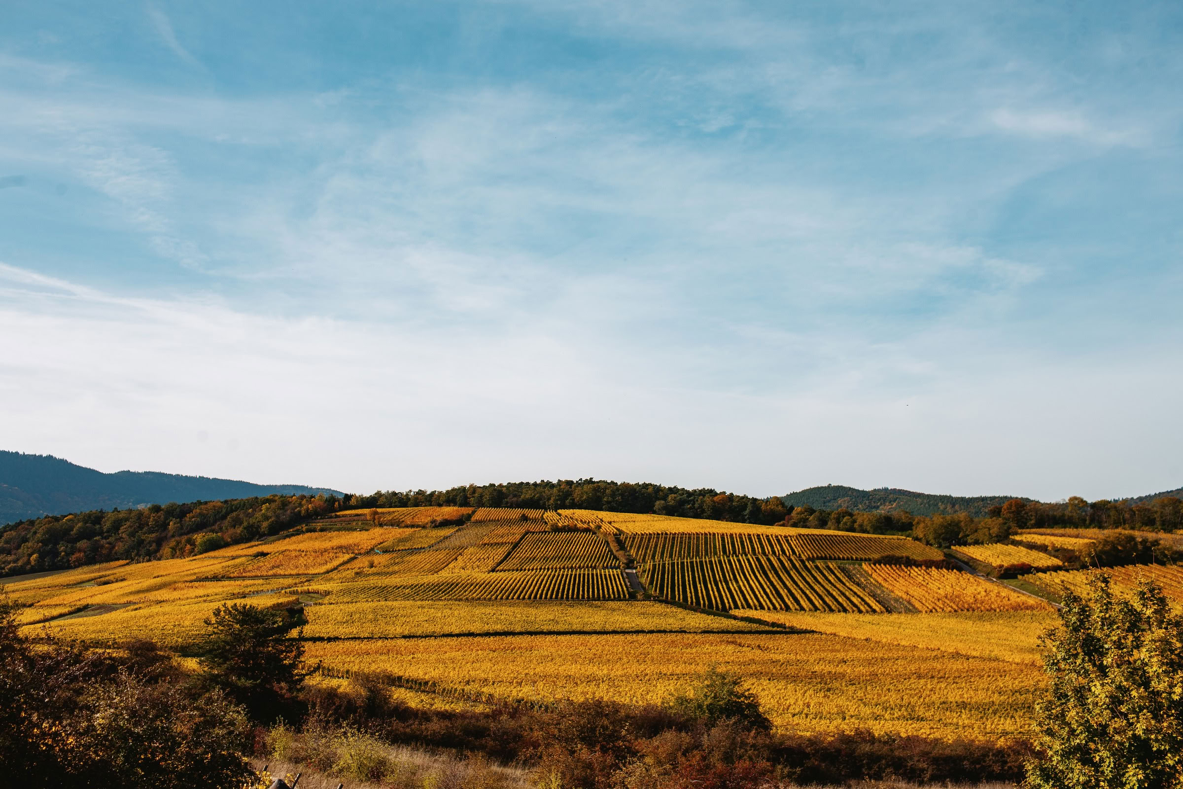 Wine estate photography: Domaine Rolly Gassmann - Rorschwihr - Alsace. Le Domaine Rolly Gassmann, situé à Rorschwihr en Alsace, est une propriété viticole familiale… - Image 38