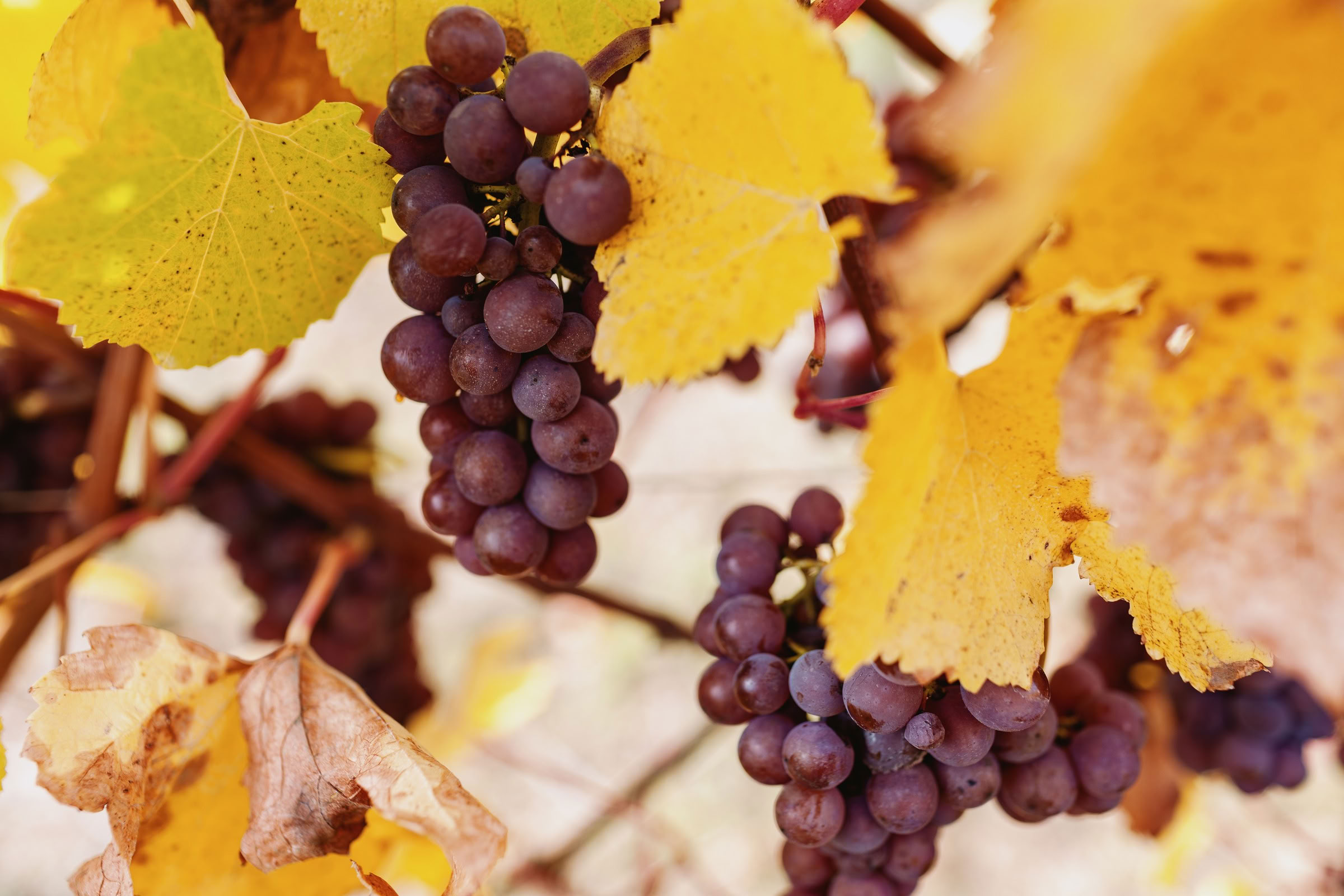 Wine estate photography: Domaine Rolly Gassmann - Rorschwihr - Alsace. Le Domaine Rolly Gassmann, situé à Rorschwihr en Alsace, est une propriété viticole familiale… - Image 42