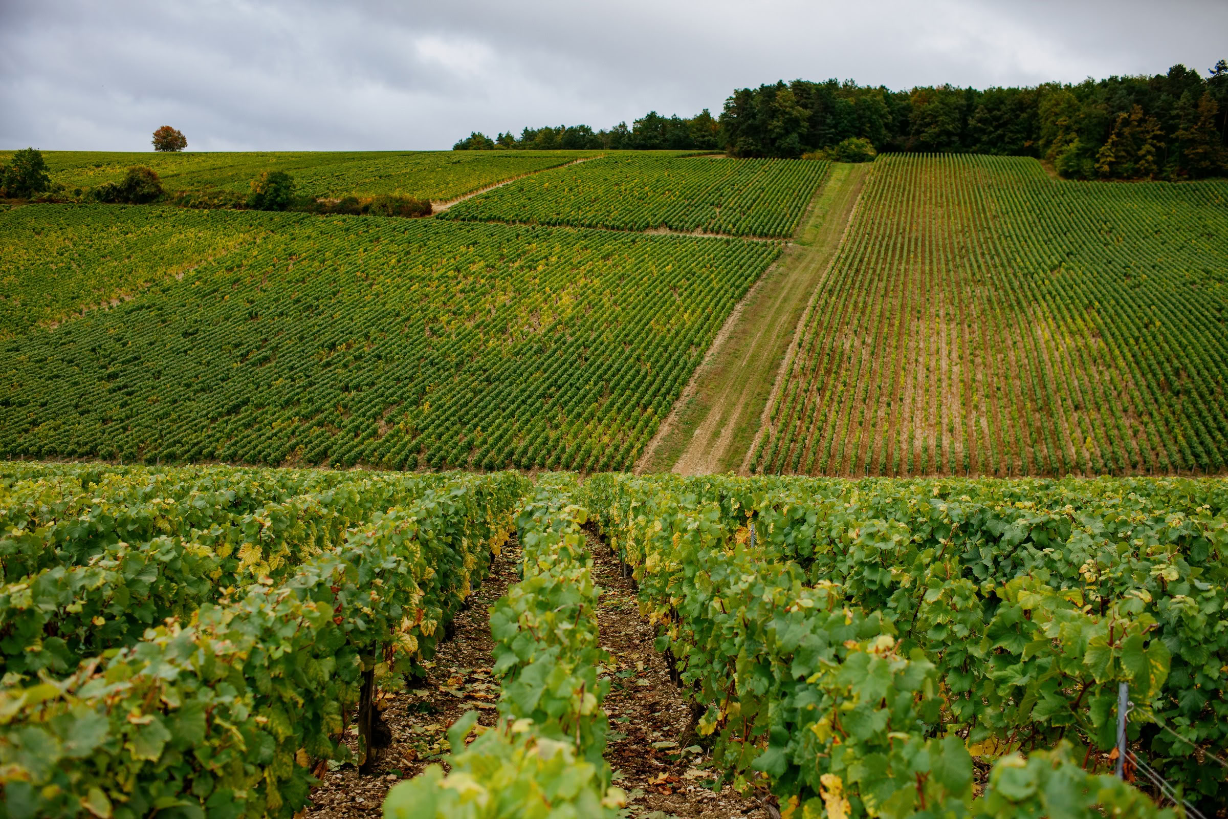 Wine estate photography: Patrick Piuze - Chablis - Bourgogne. Patrick Piuze, a dynamic Québécois vintner, has carved a niche for himself in Chablis since 2000… - Image 23