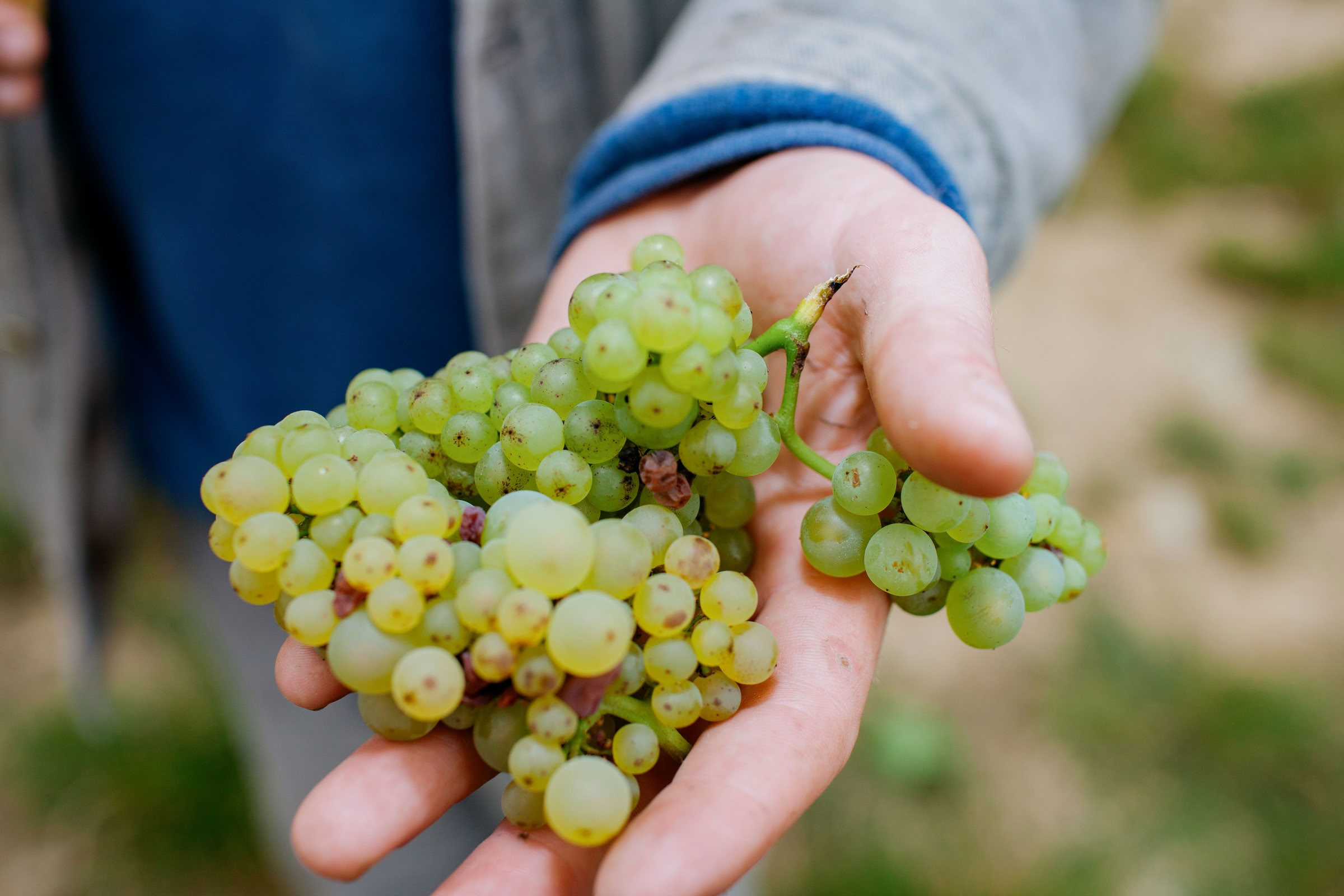 Wine estate photography: Patrick Piuze - Chablis - Bourgogne. Patrick Piuze, a dynamic Québécois vintner, has carved a niche for himself in Chablis since 2000… - Image 24