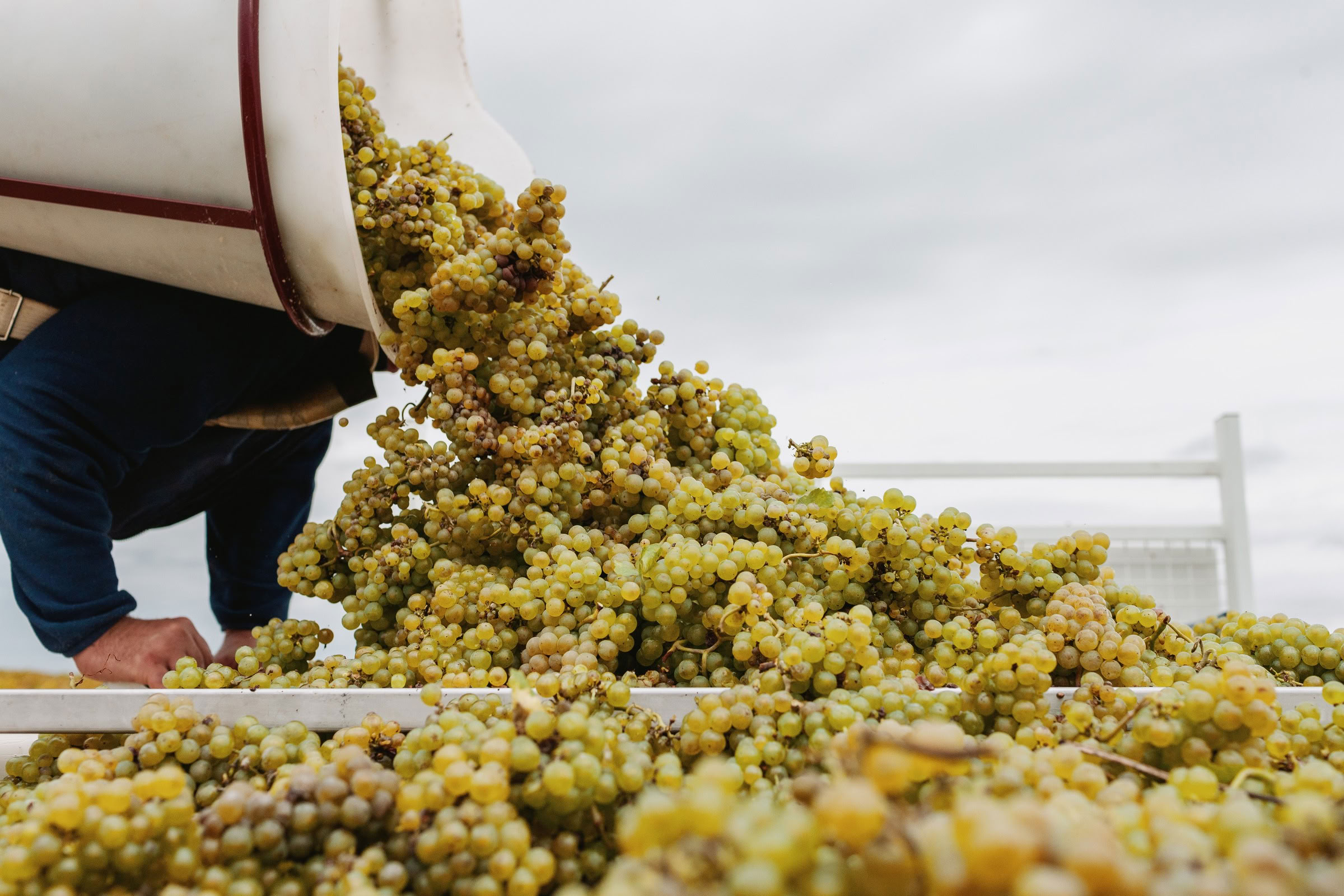 Wine estate photography: Patrick Piuze - Chablis - Bourgogne. Patrick Piuze, a dynamic Québécois vintner, has carved a niche for himself in Chablis since 2000… - Image 25