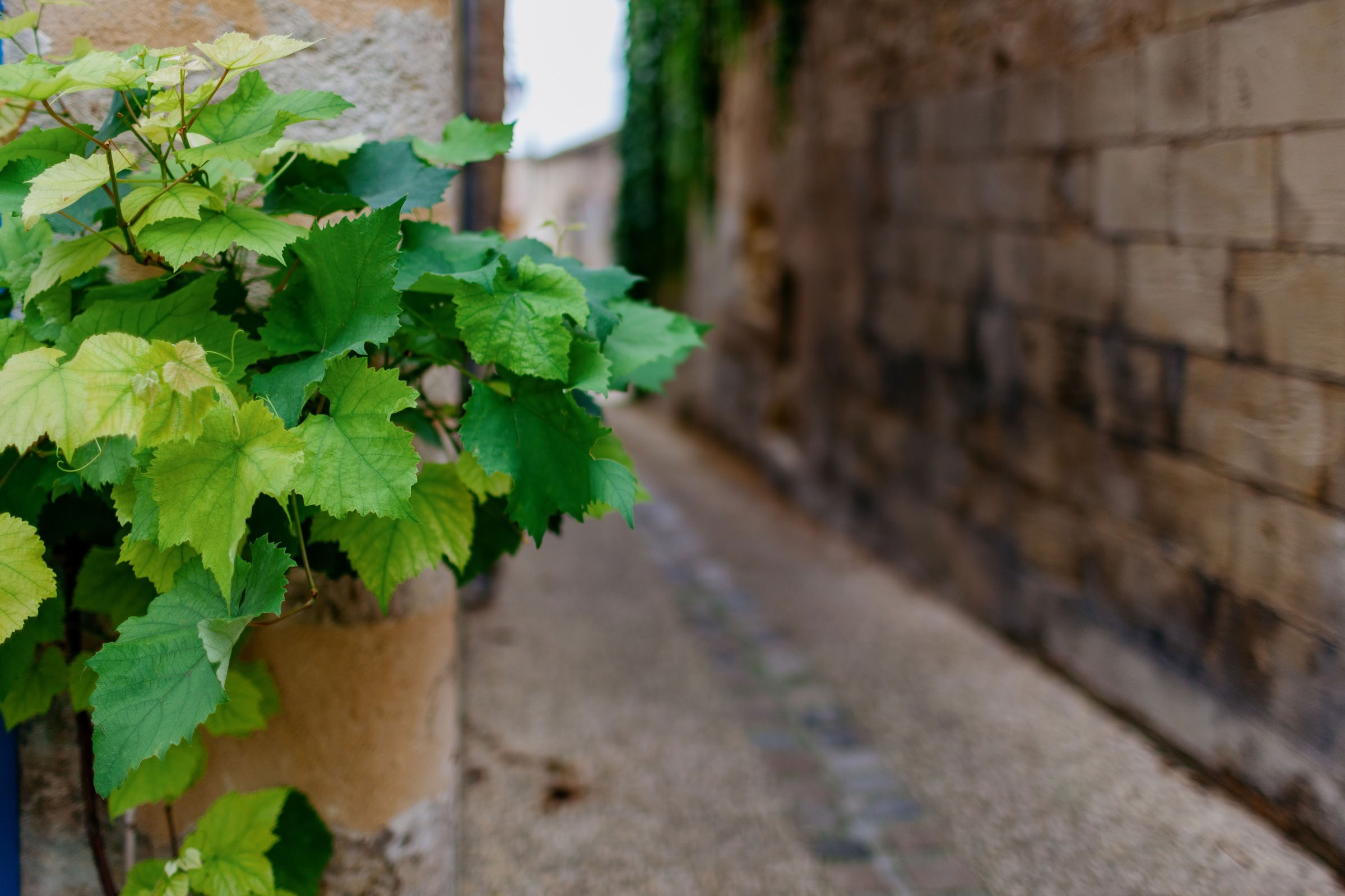 Wine estate photography: Saint Emilion - Bordeaux  - 2008. Saint Emilion represents the unique characteristics of a region's land affecting its produce. It… - Image 4