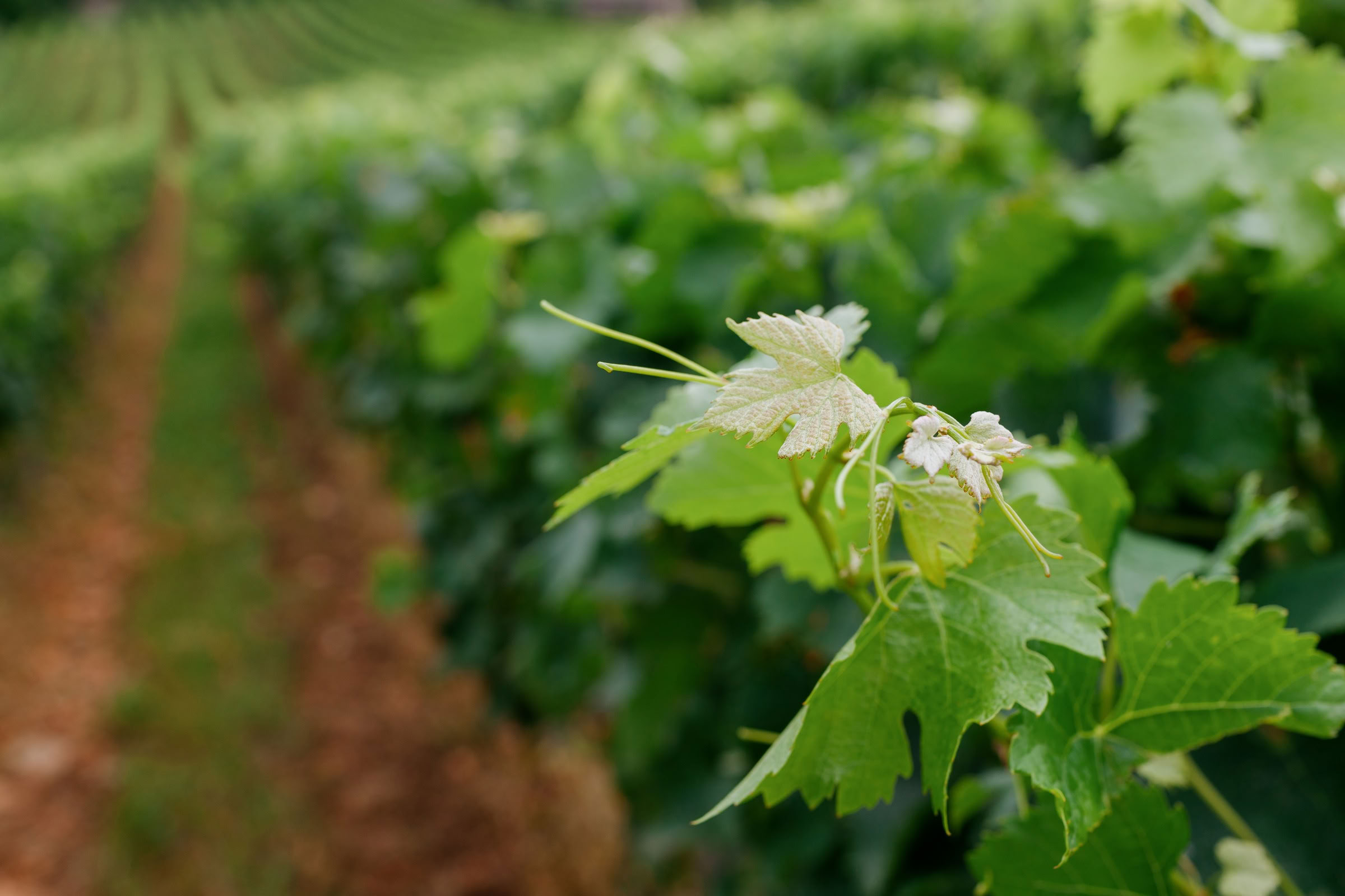 Wine estate photography: Saint Emilion - Bordeaux  - 2008. Saint Emilion represents the unique characteristics of a region's land affecting its produce. It… - Image 7