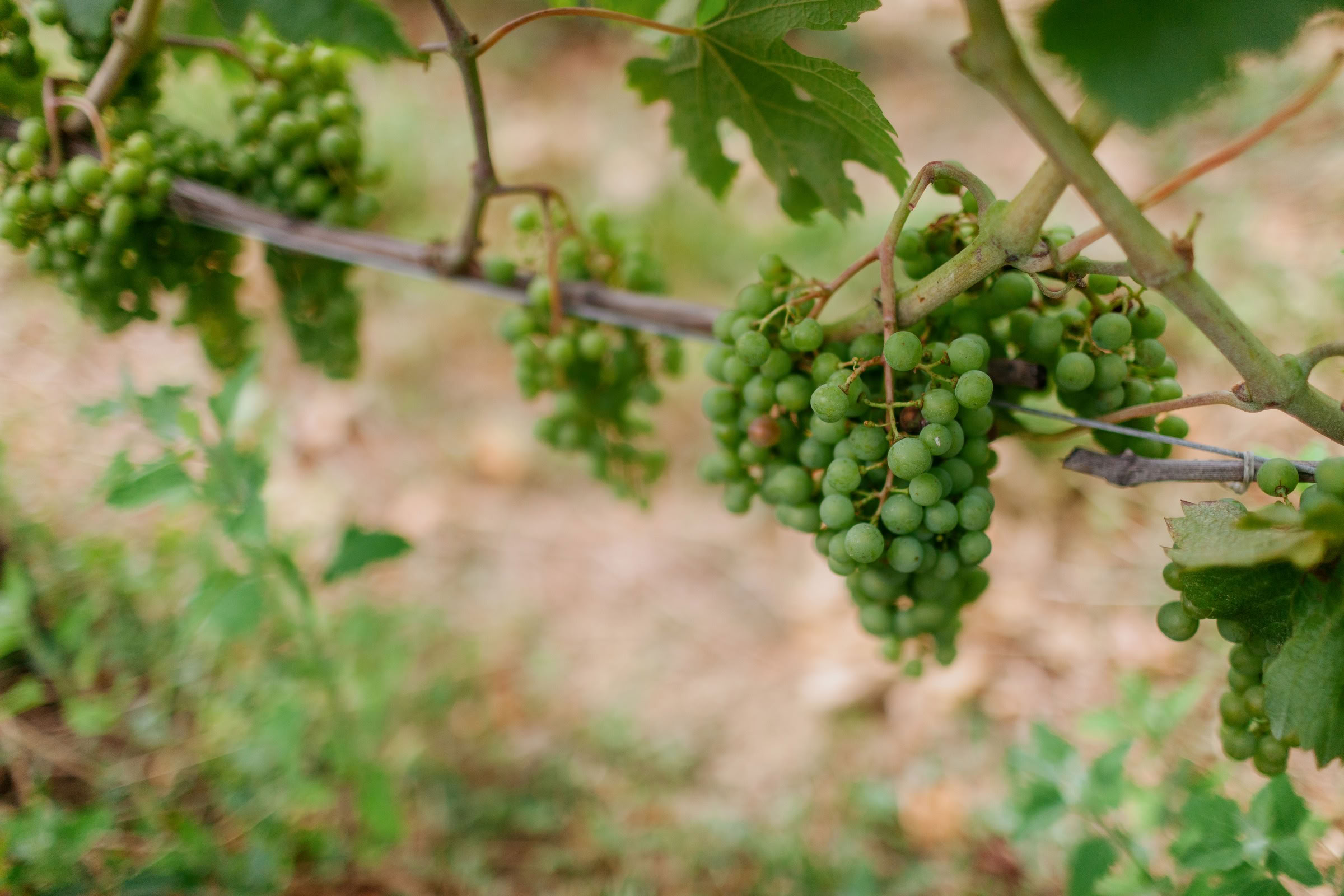 Wine estate photography: Saint Emilion - Bordeaux  - 2008. Saint Emilion represents the unique characteristics of a region's land affecting its produce. It… - Image 12