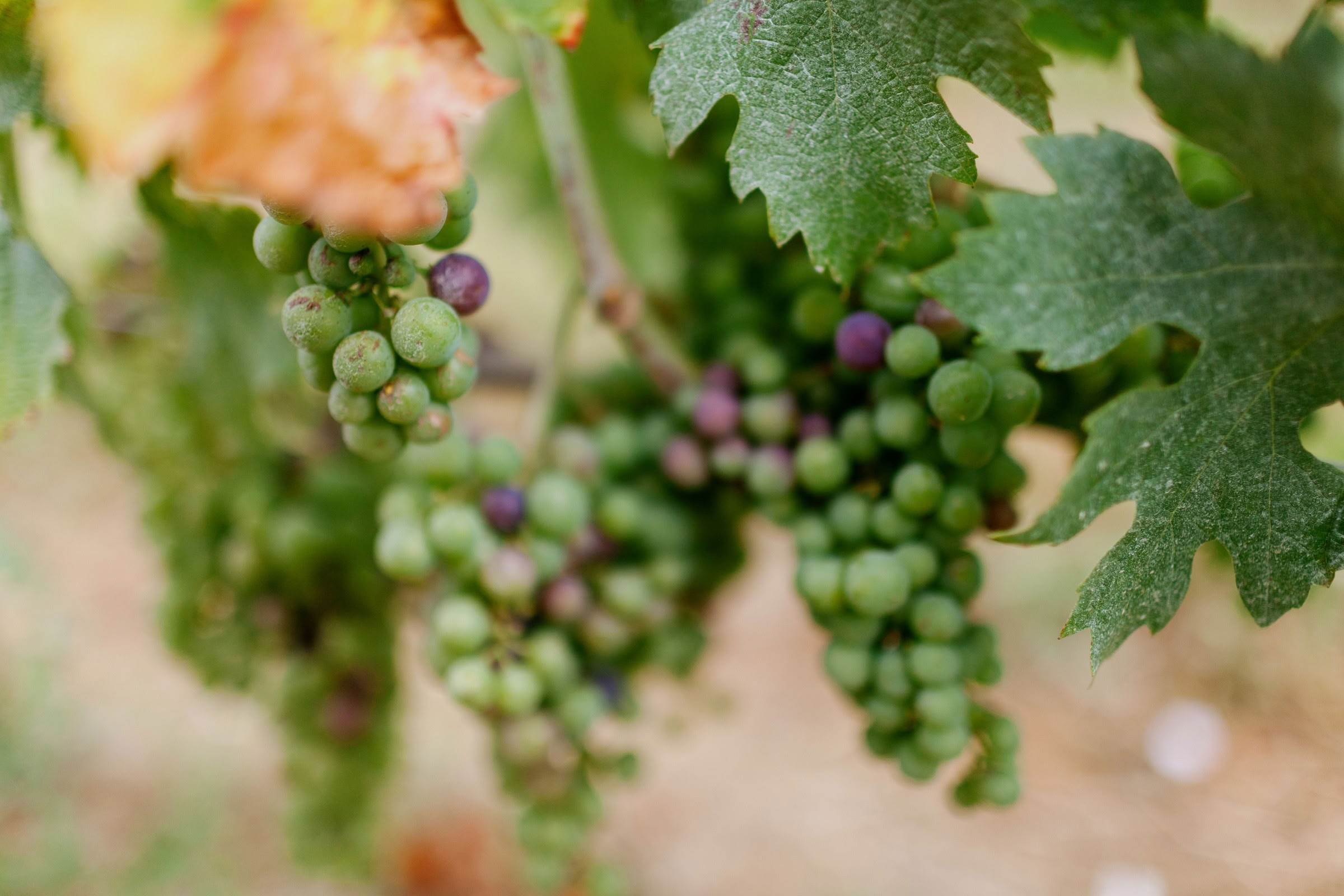 Wine estate photography: Saint Emilion - Bordeaux  - 2008. Saint Emilion represents the unique characteristics of a region's land affecting its produce. It… - Image 13