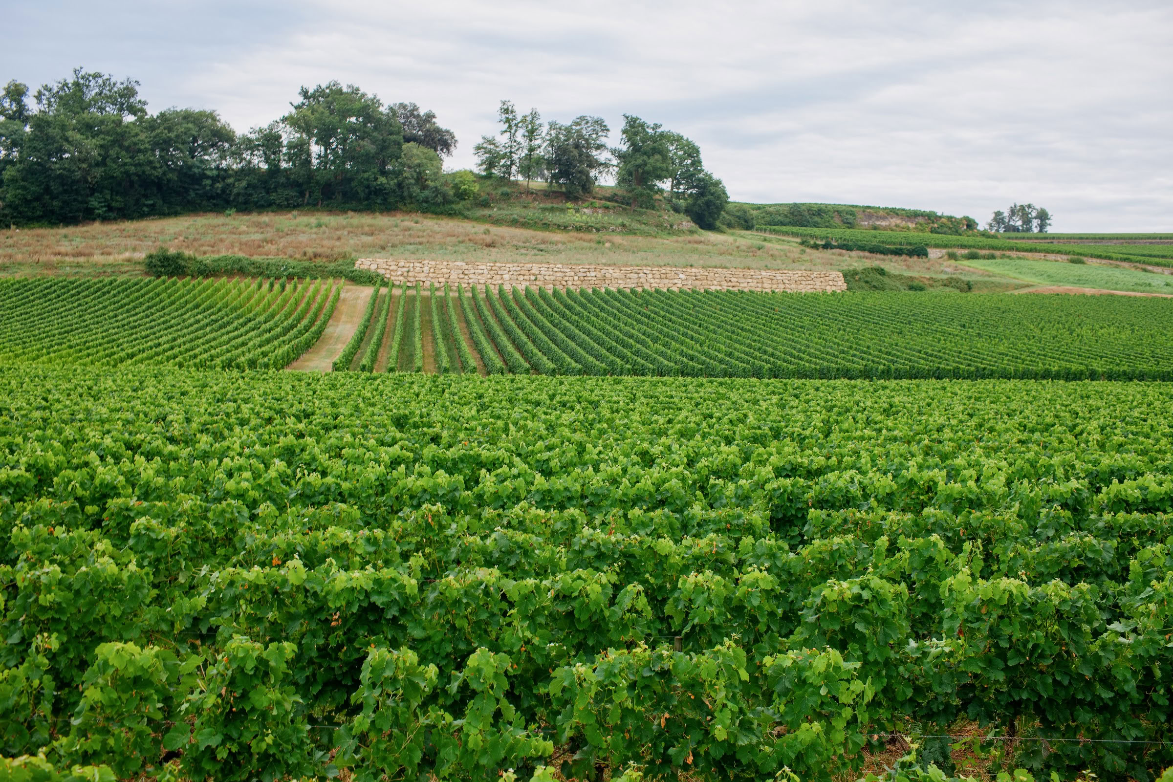 Wine estate photography: Saint Emilion - Bordeaux  - 2008. Saint Emilion represents the unique characteristics of a region's land affecting its produce. It… - Image 19